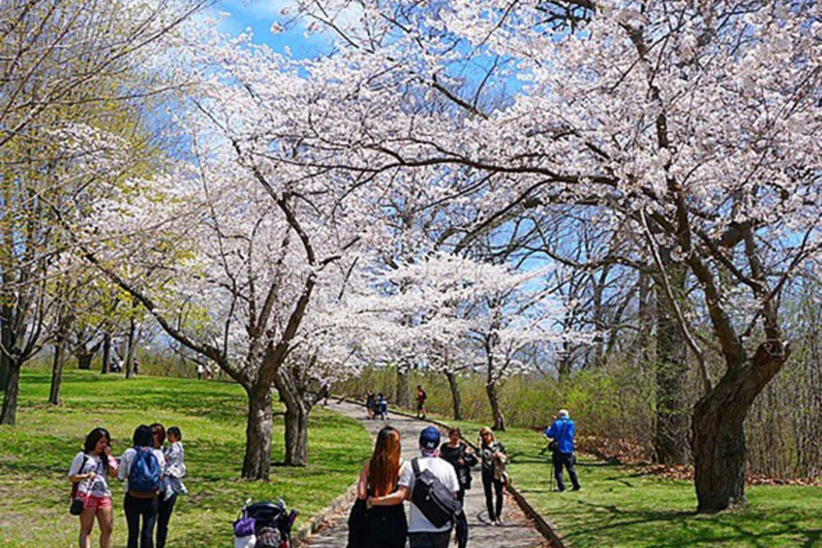 Your photos of the High Park cherry blossoms