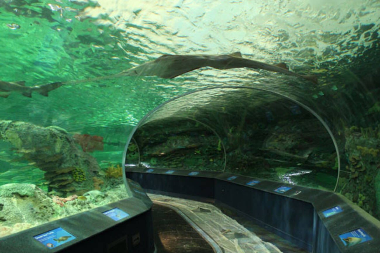 By the numbers: Ripley's Aquarium Toronto