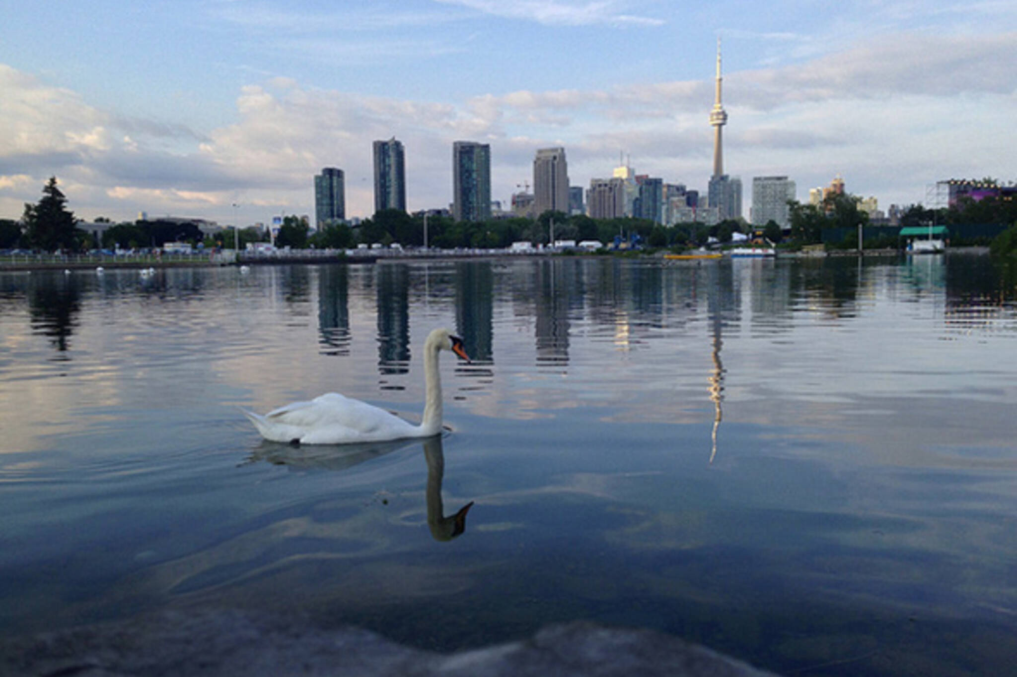 Toronto skyline swan