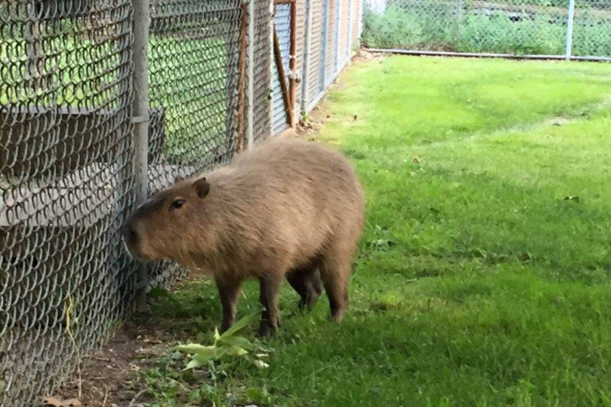 Toronto capybara caught