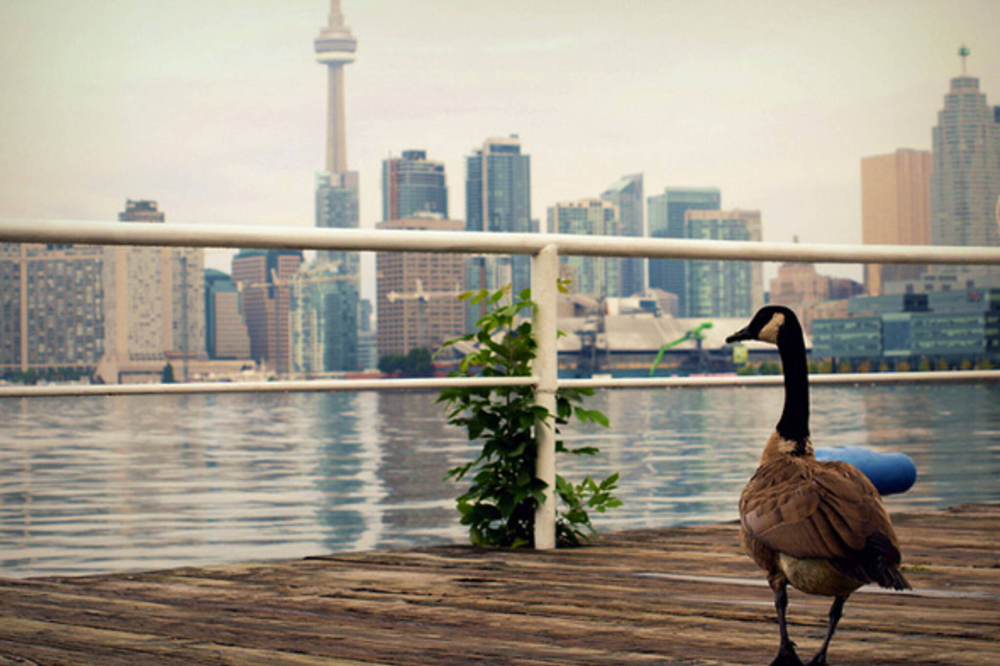 Toronto Geese