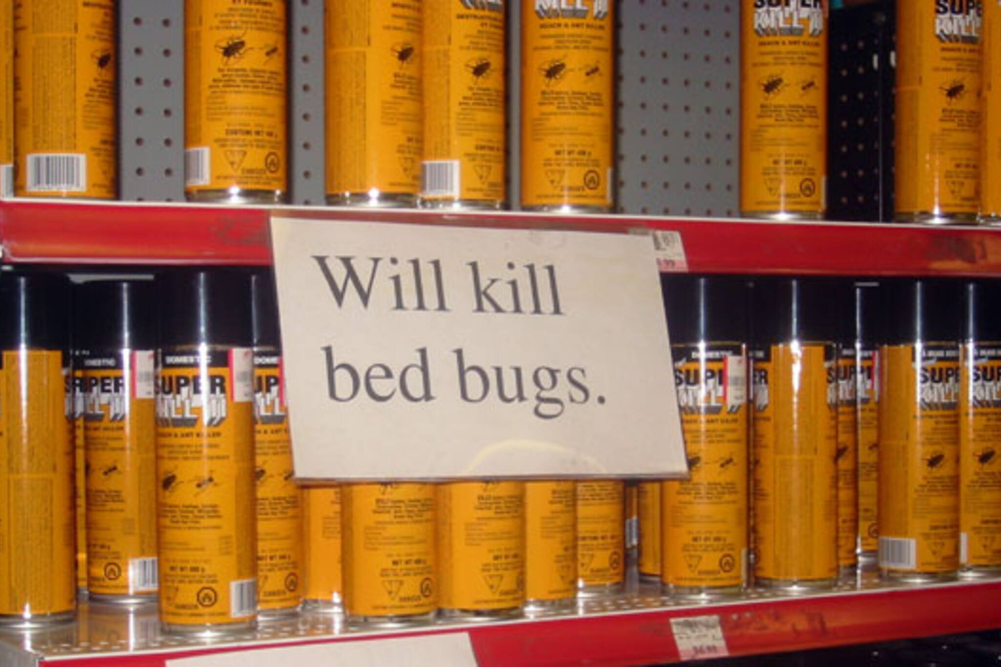 Bed Bugs Toronto
