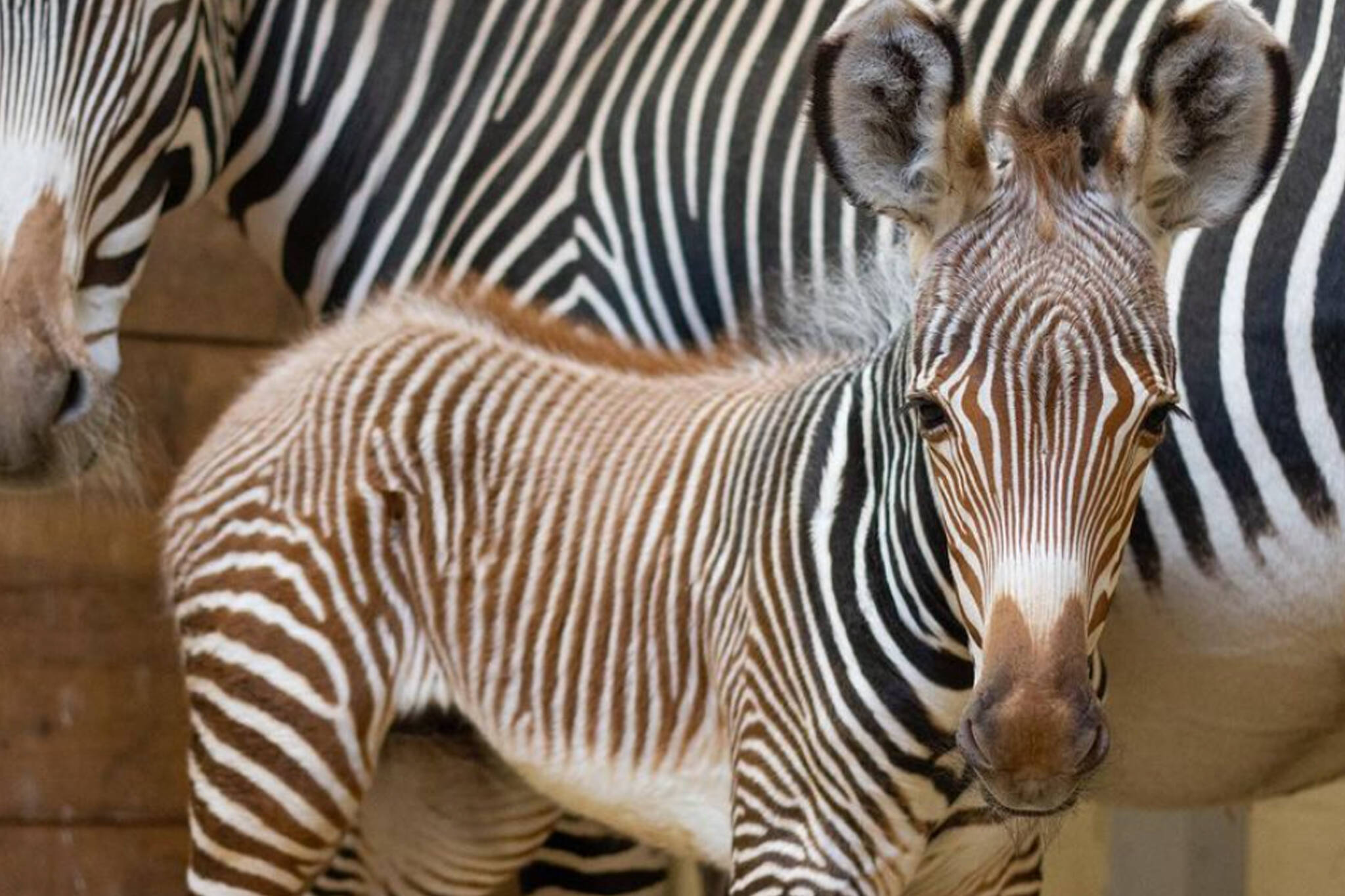 toronto zoo baby zebra