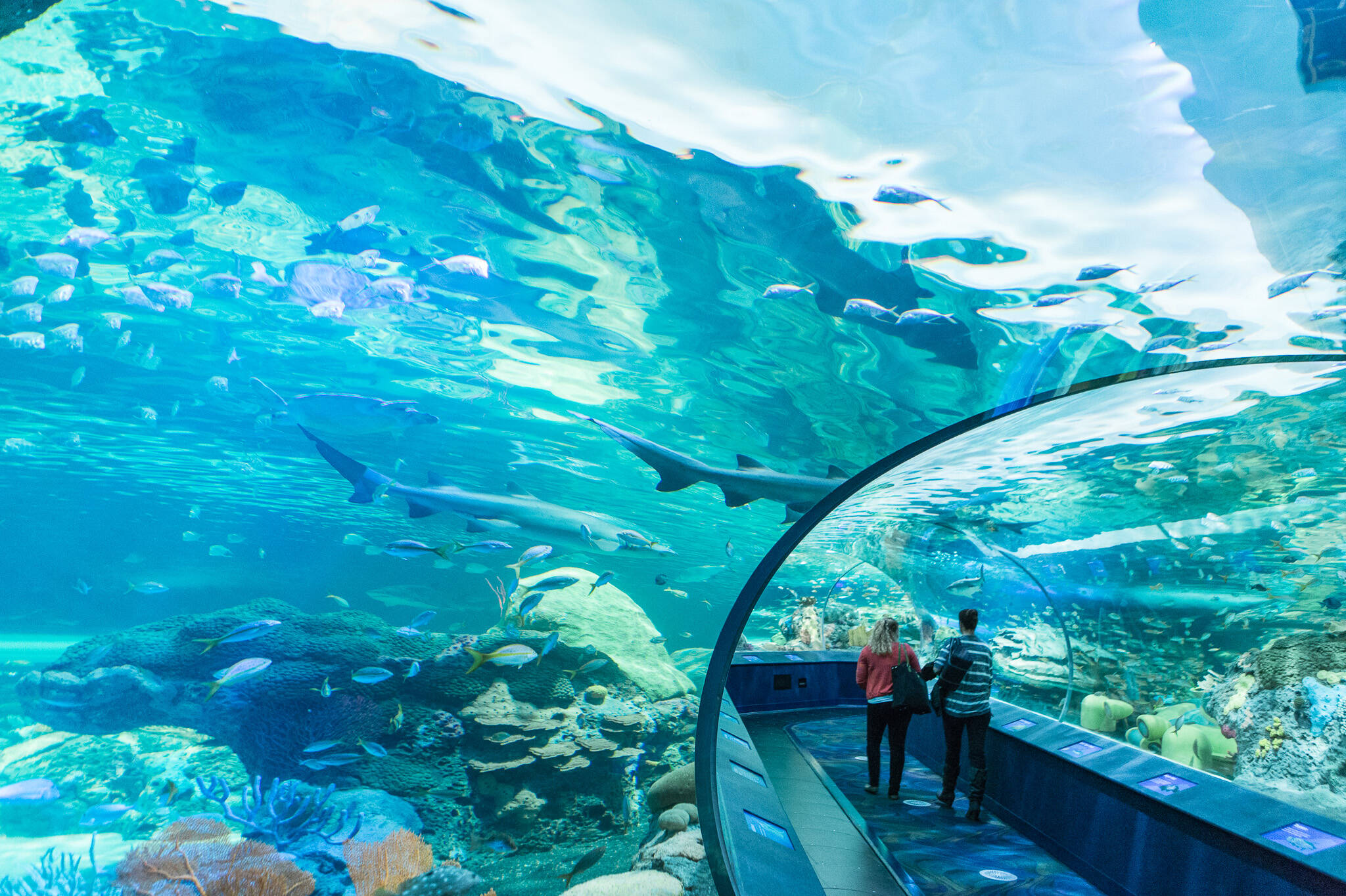 ripleys aquarium