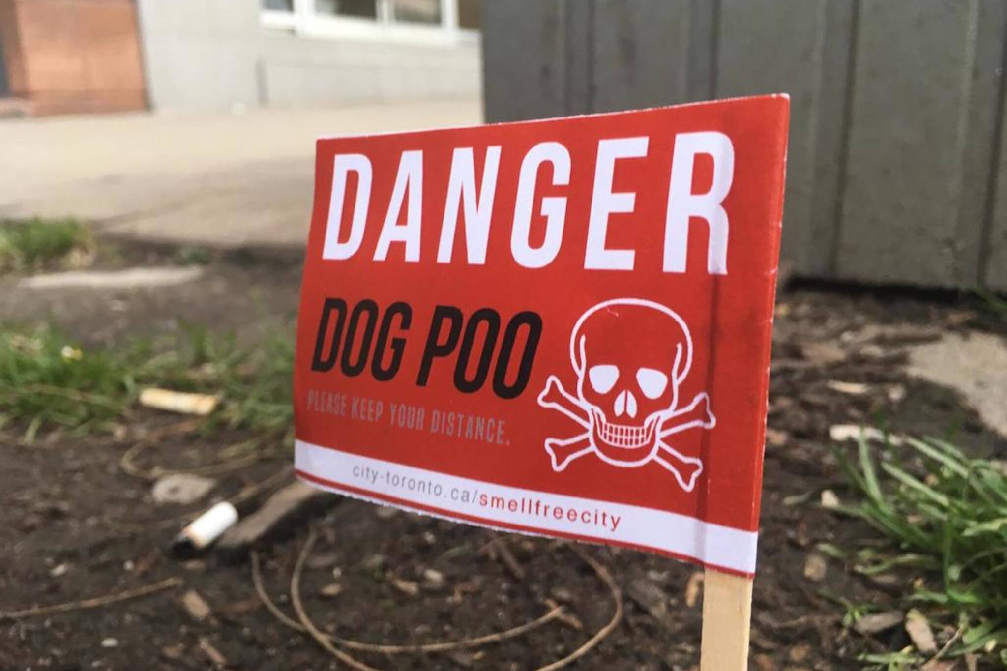 toronto city dog poop