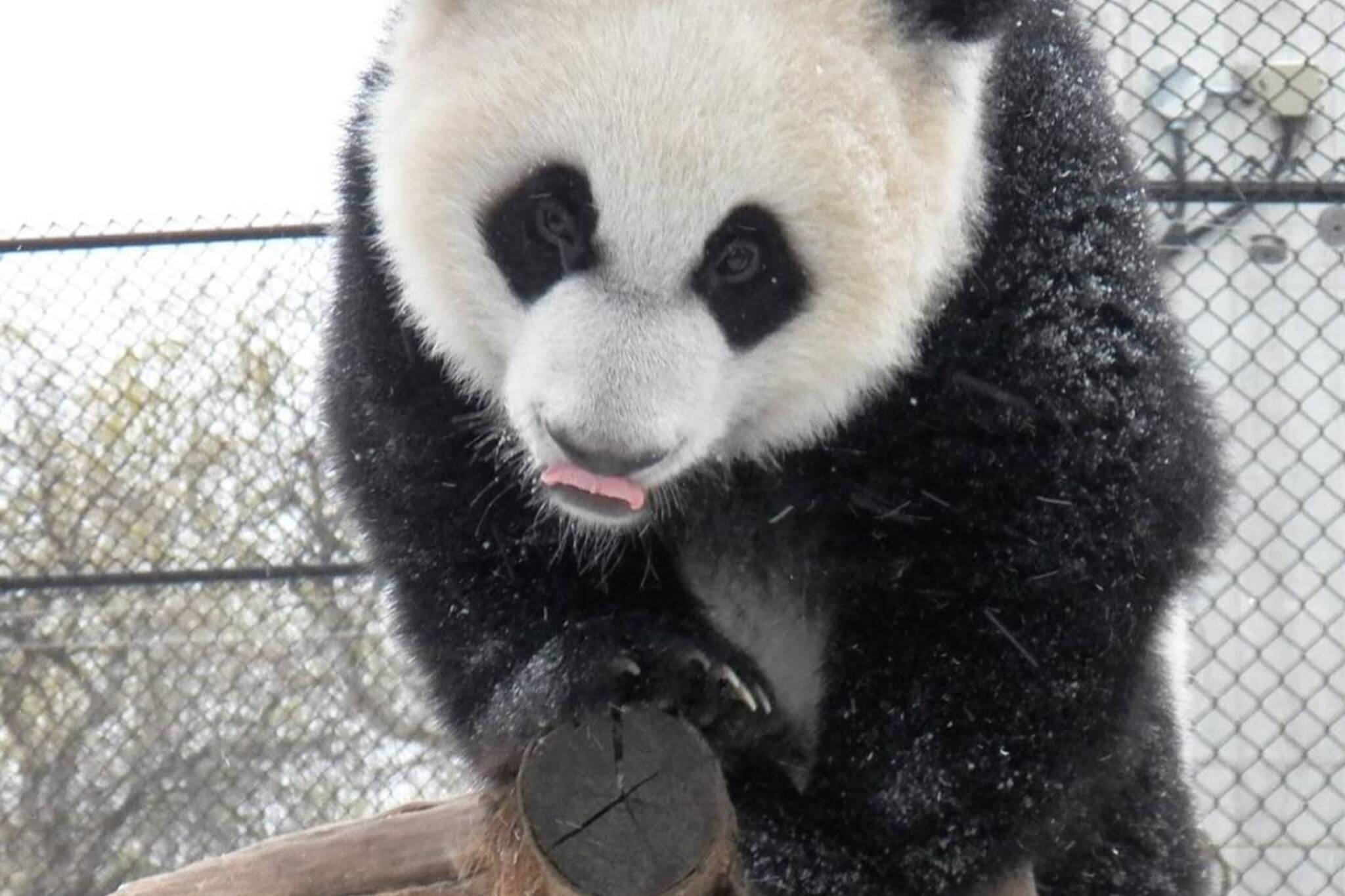 toronto panda snow