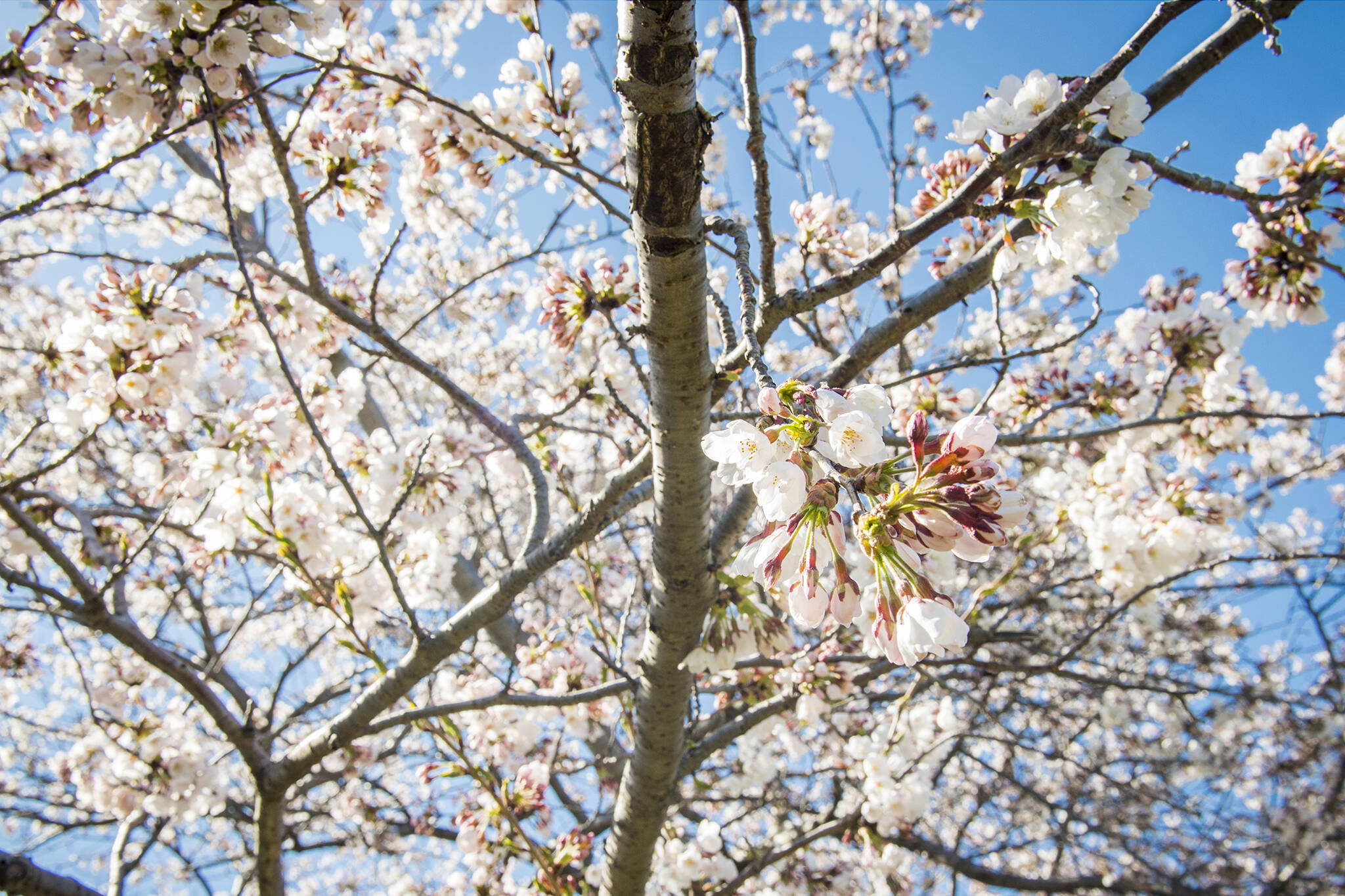 cherry blossom toronto