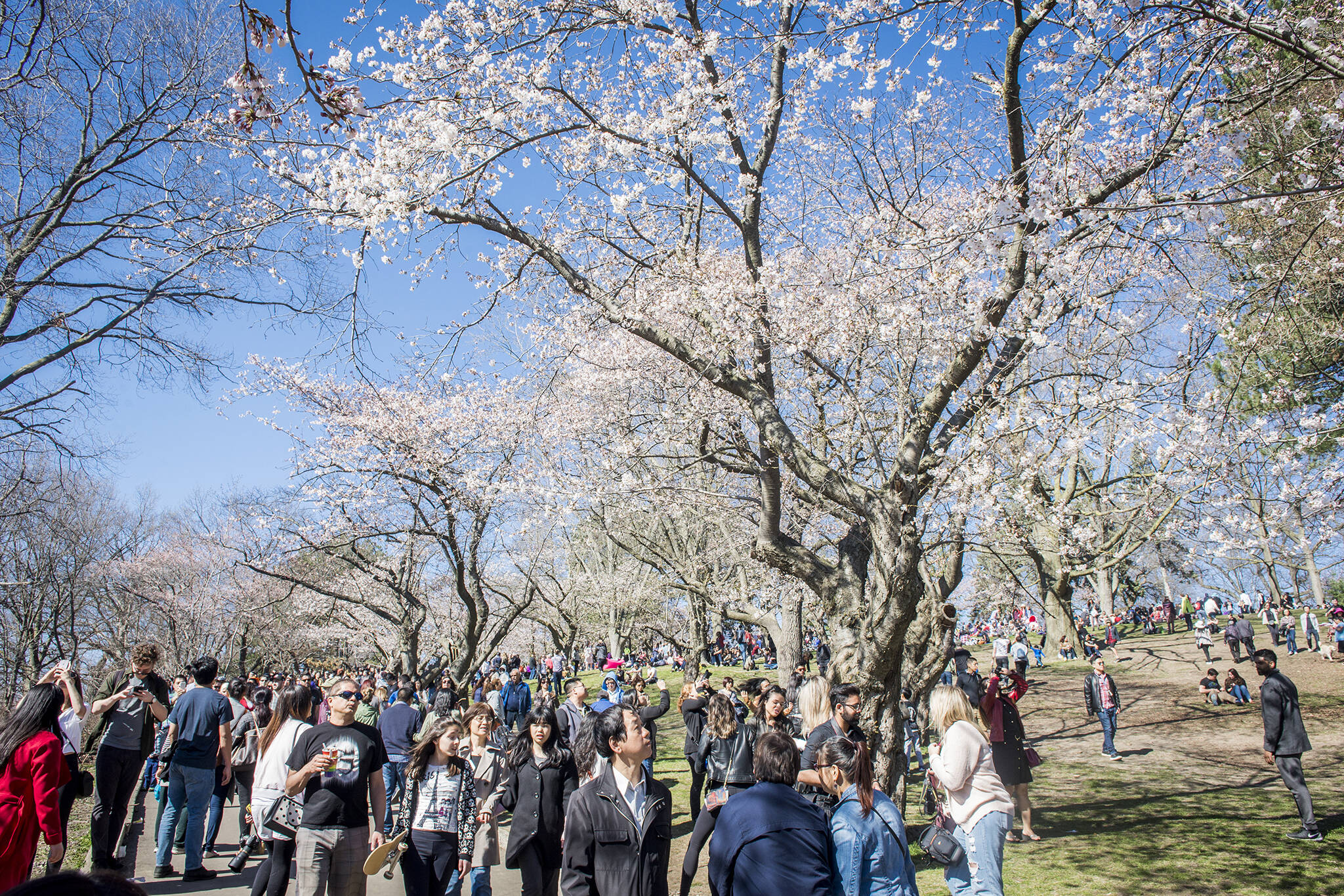 Cherry blossoms High Park