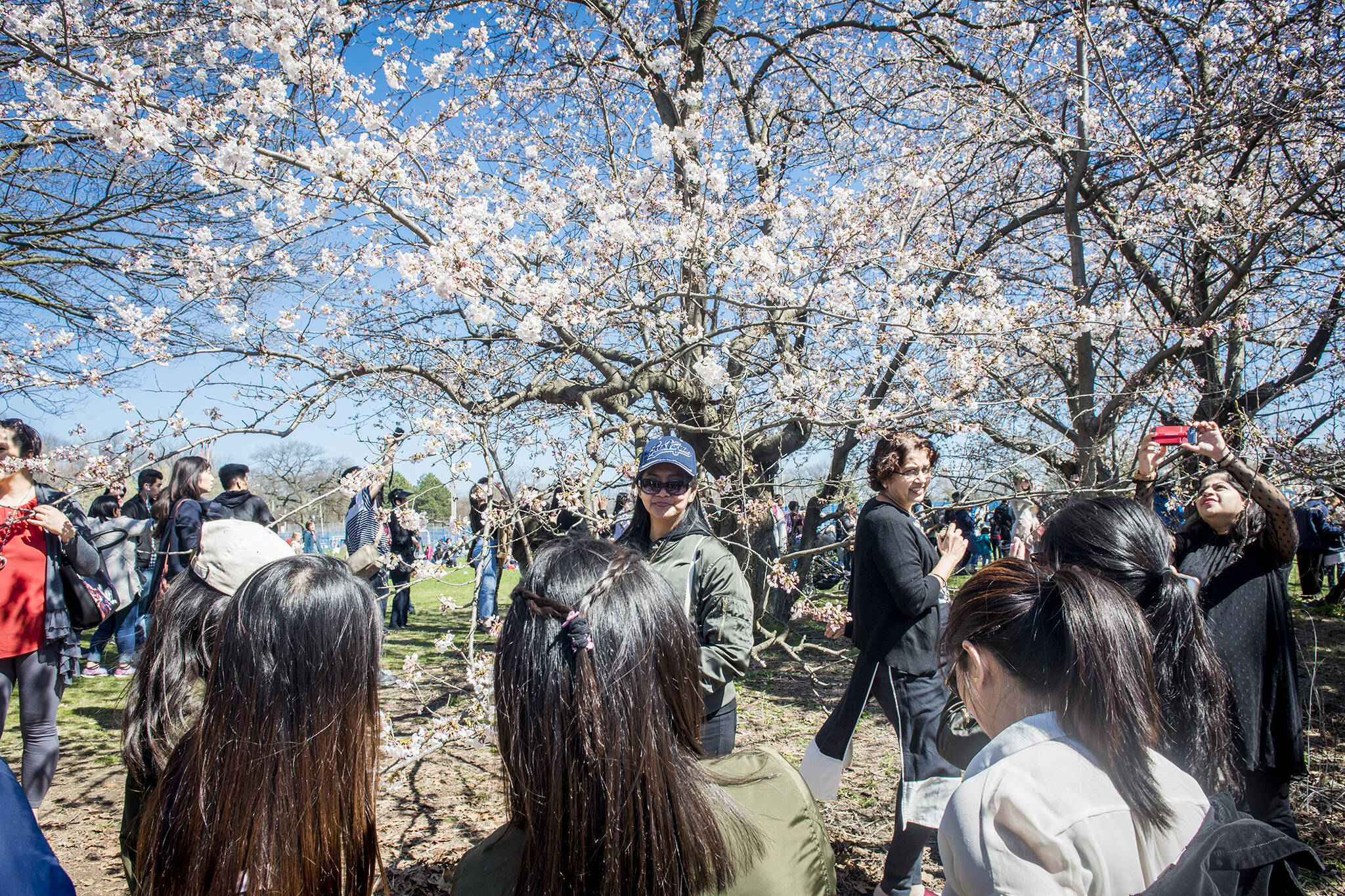cherry blossoms high park 2022