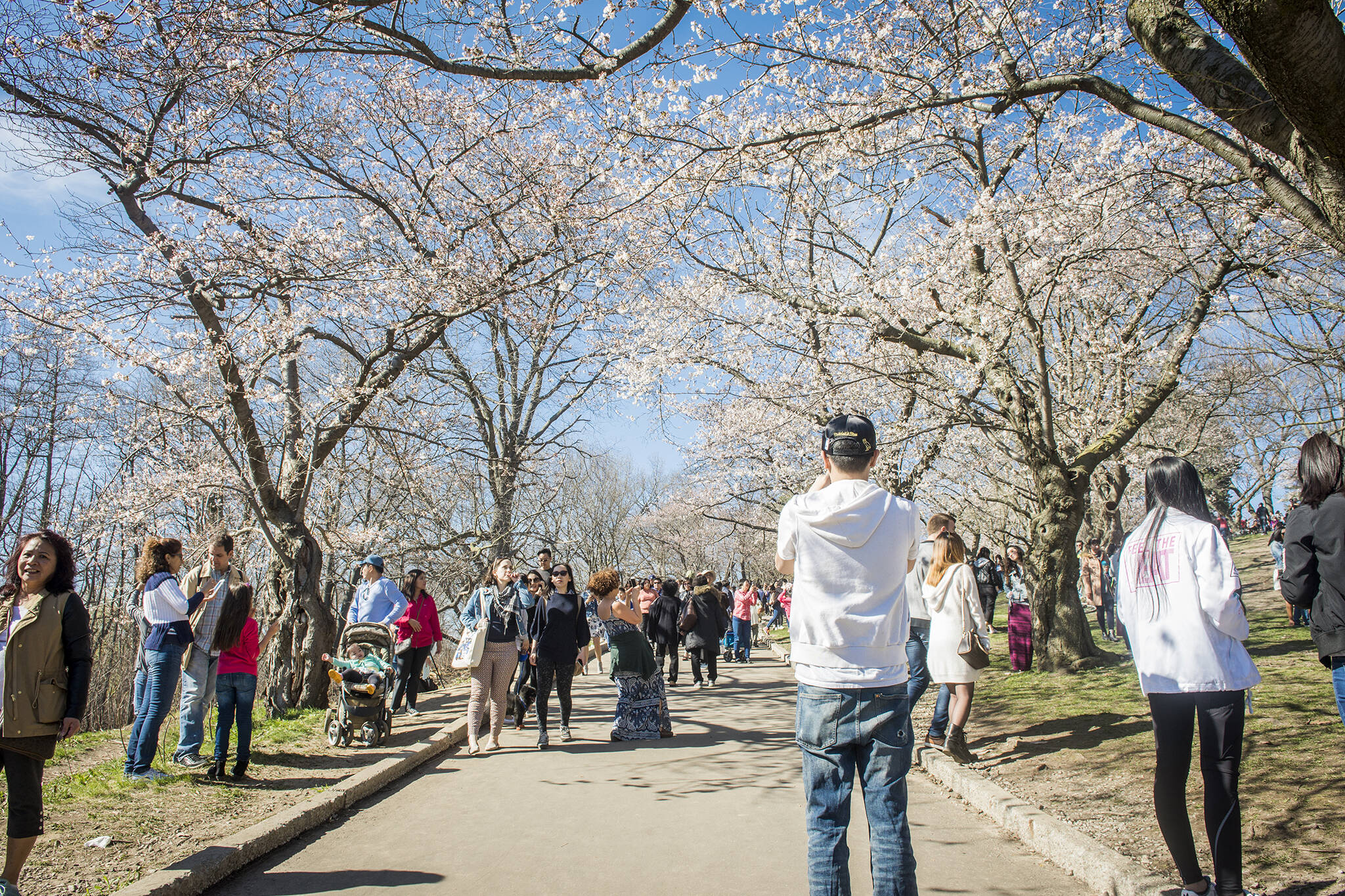 high park cherry blossoms 2018