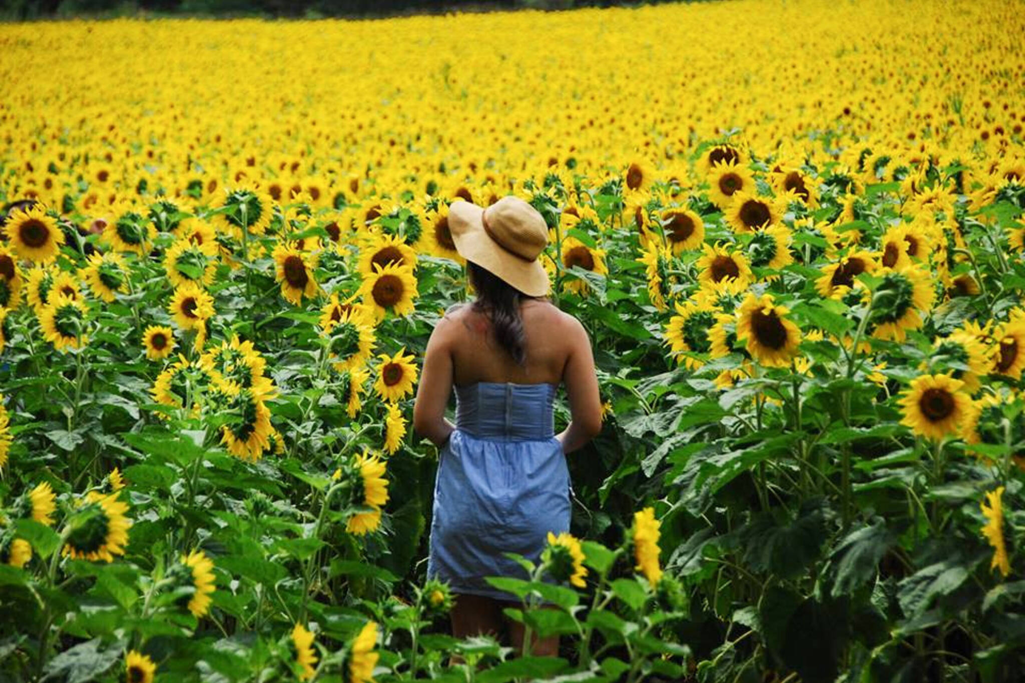 Bogle sunflower farm