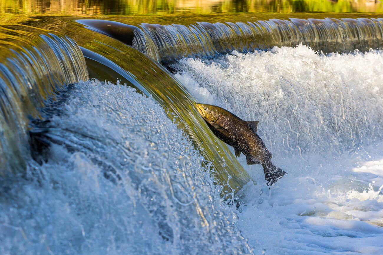 salmon-jumping-is-toronto-s-newest-spectator-sport