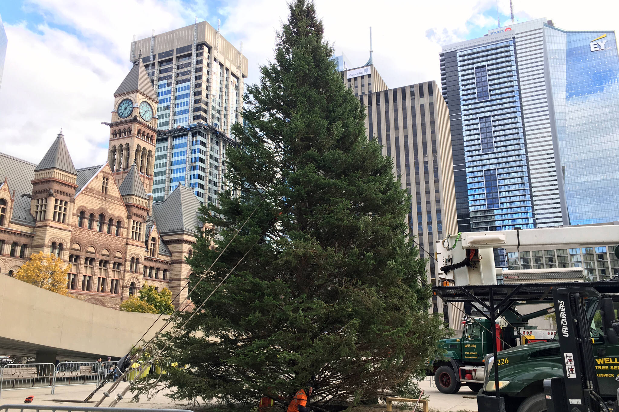 Toronto's giant Christmas tree has arrived at city hall