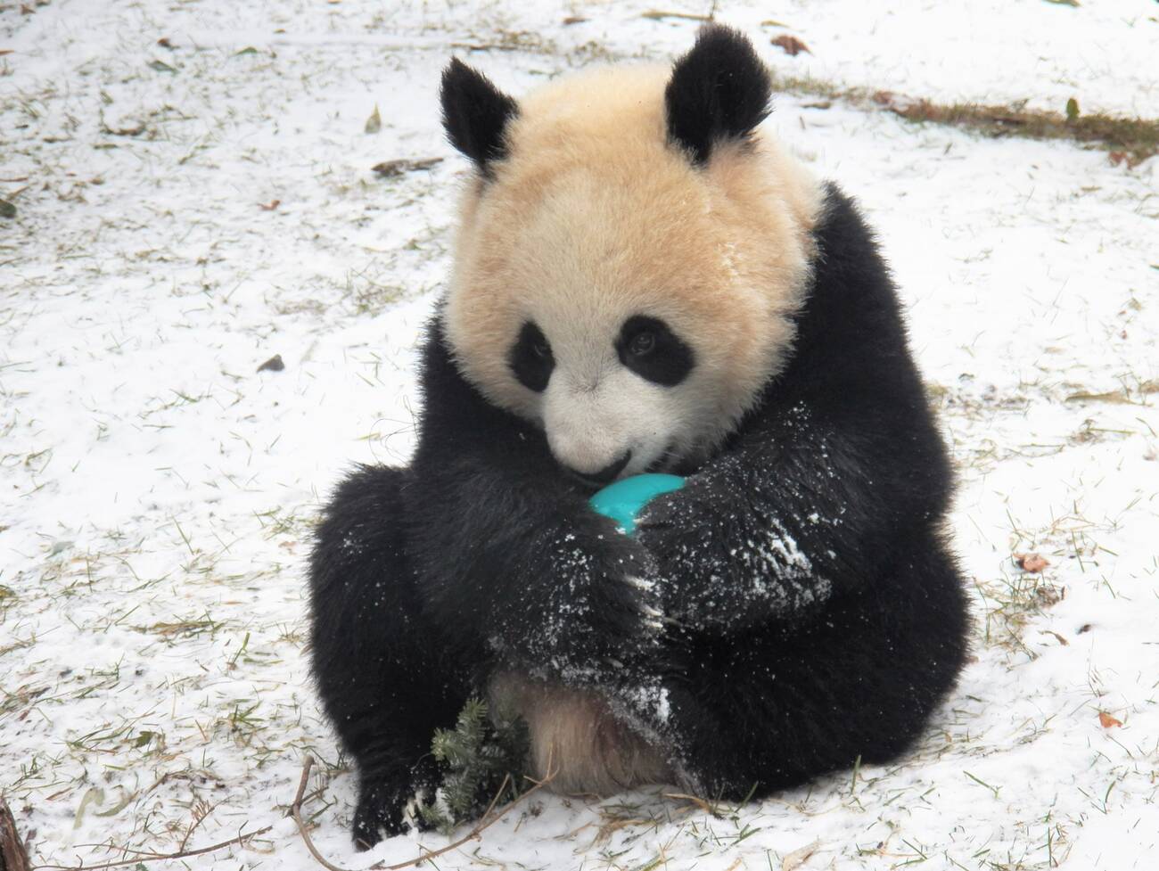 Toronto Zoo In Global Tweet-Off Over Cute Animals