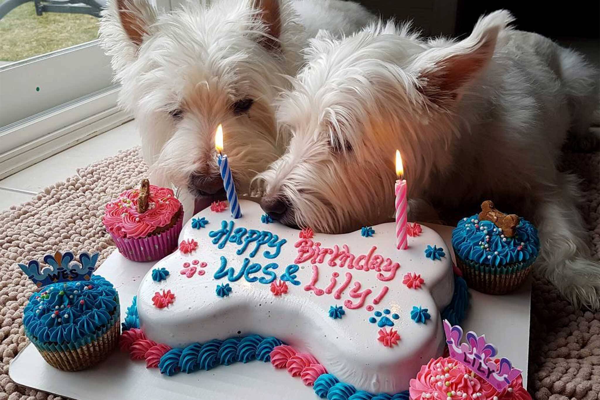Собака празднует. С днём рождения собачки. Торт с собакой. С днем рождения щенок. Торт для собаки на день рождения.
