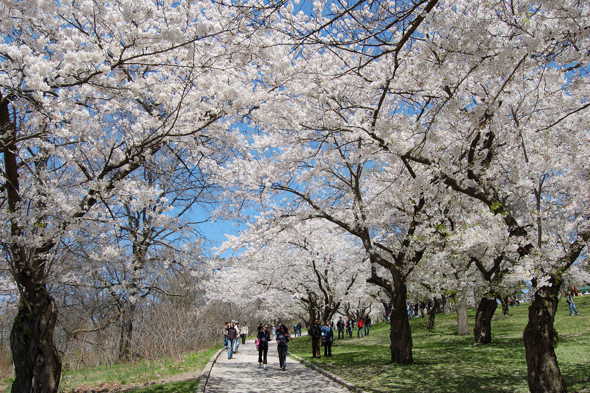 high park cherry blossoms 2017