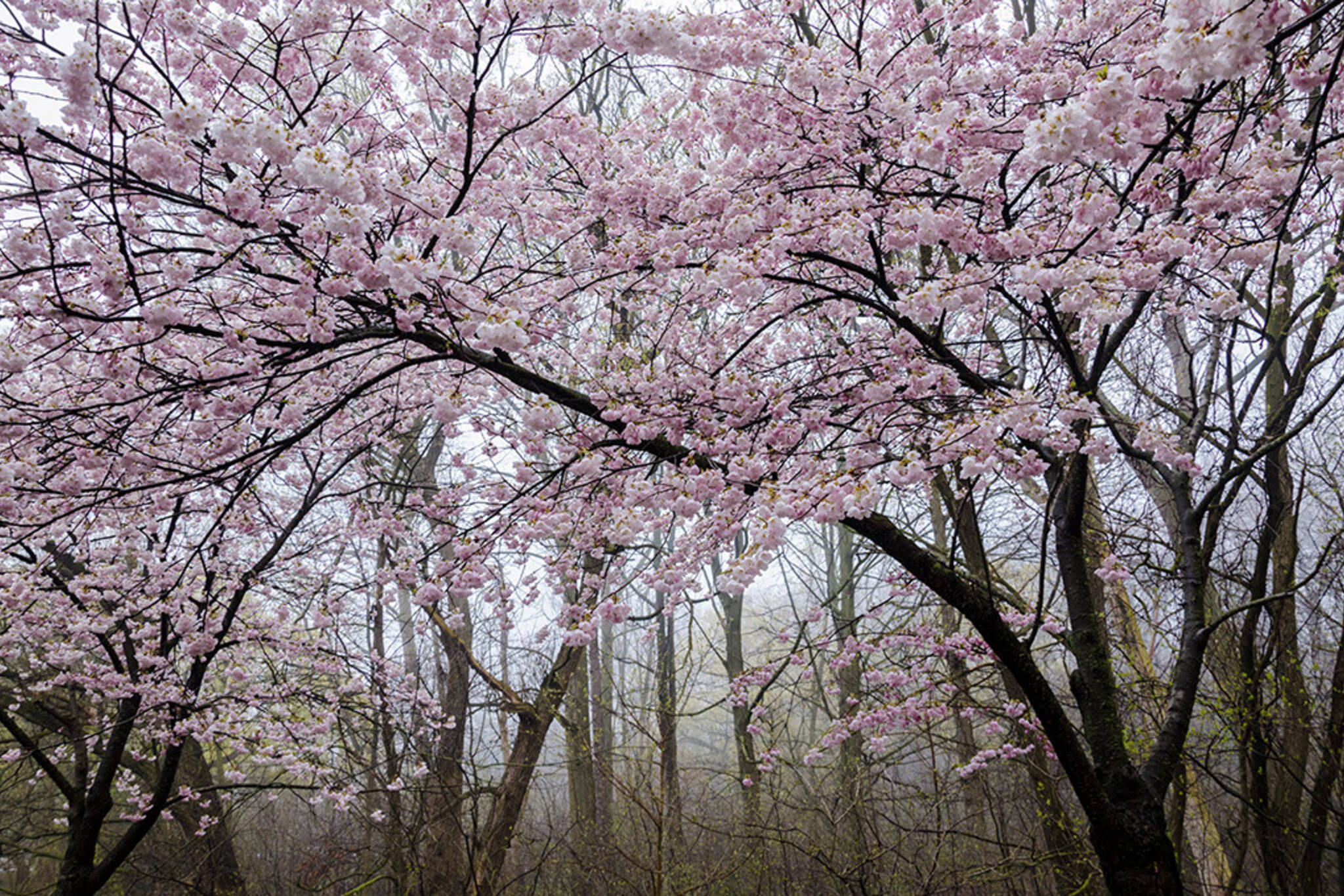 high park cherry blossoms 2017