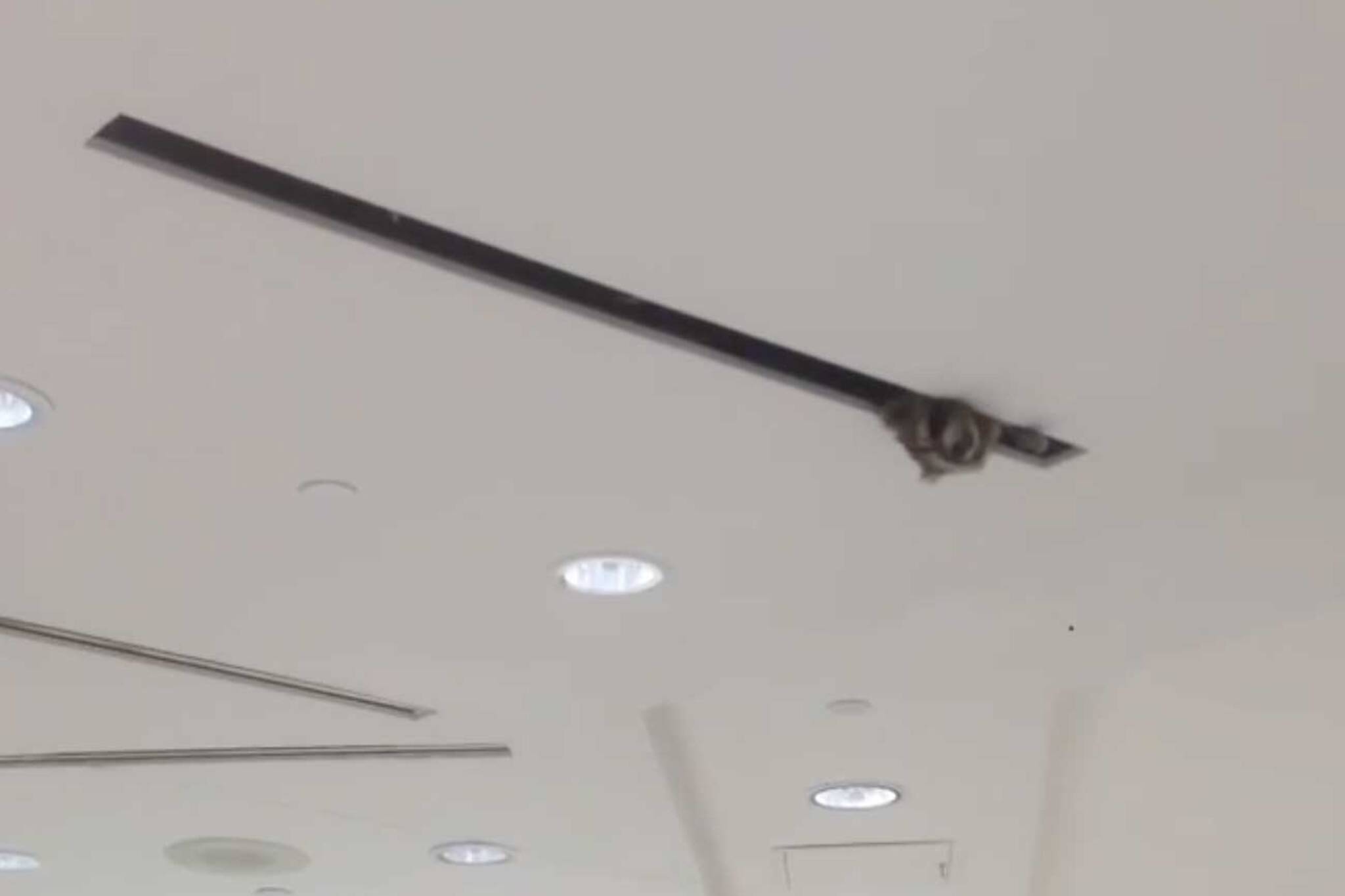 toronto airport raccoon