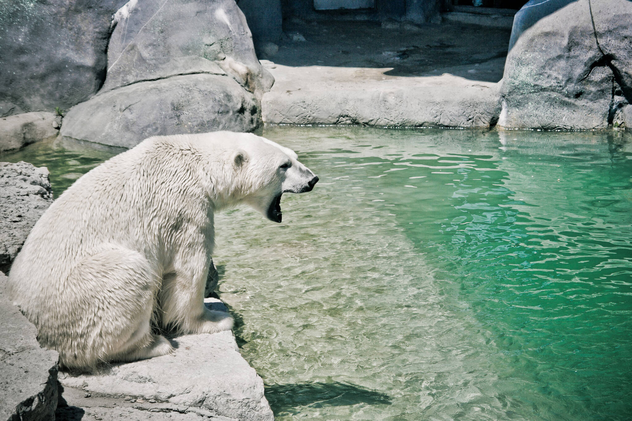 toronto-zoo-could-open-soon-after-tentative-deal-reached