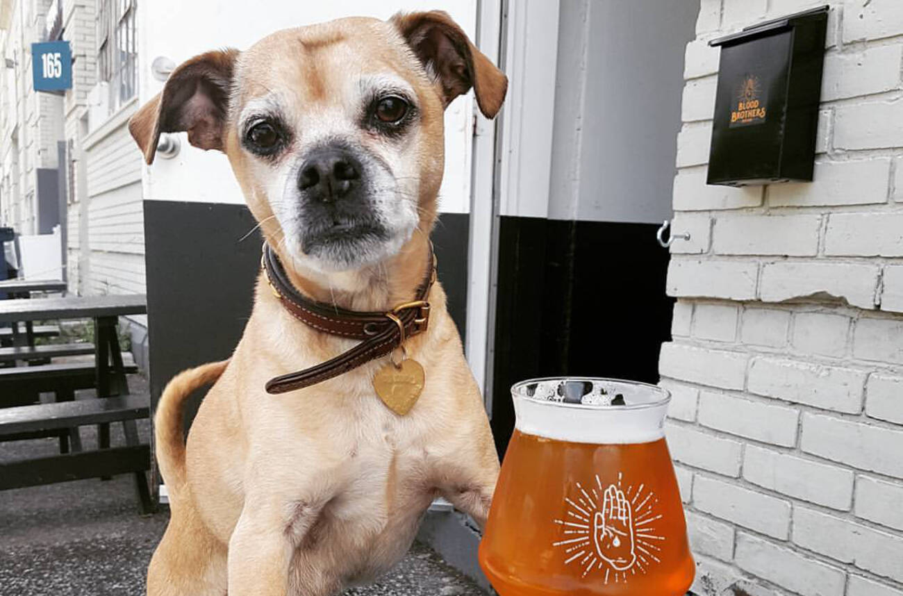 The top 10 dog-friendly patios in Toronto
