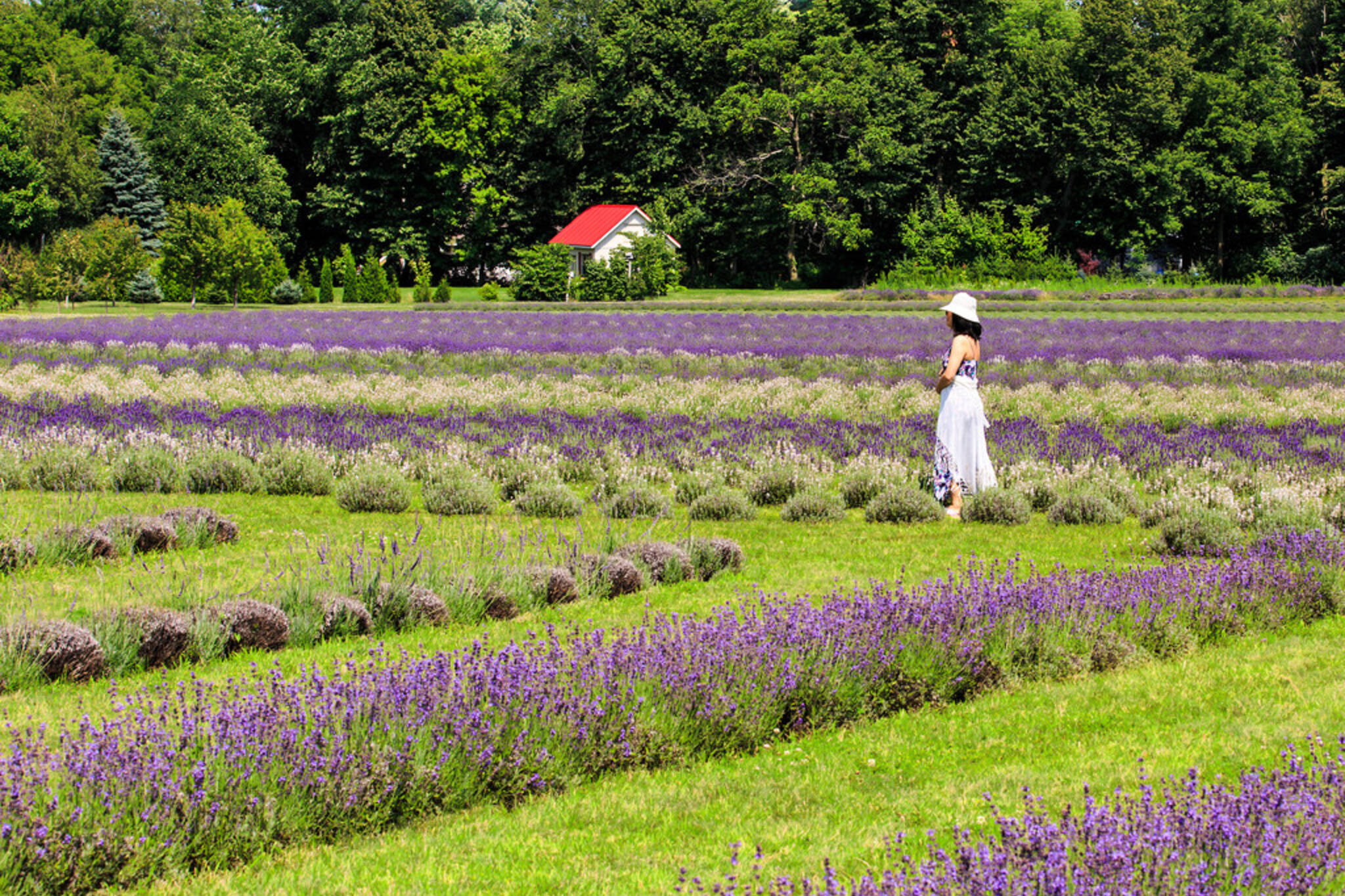 5 lavender farms to visit near Toronto