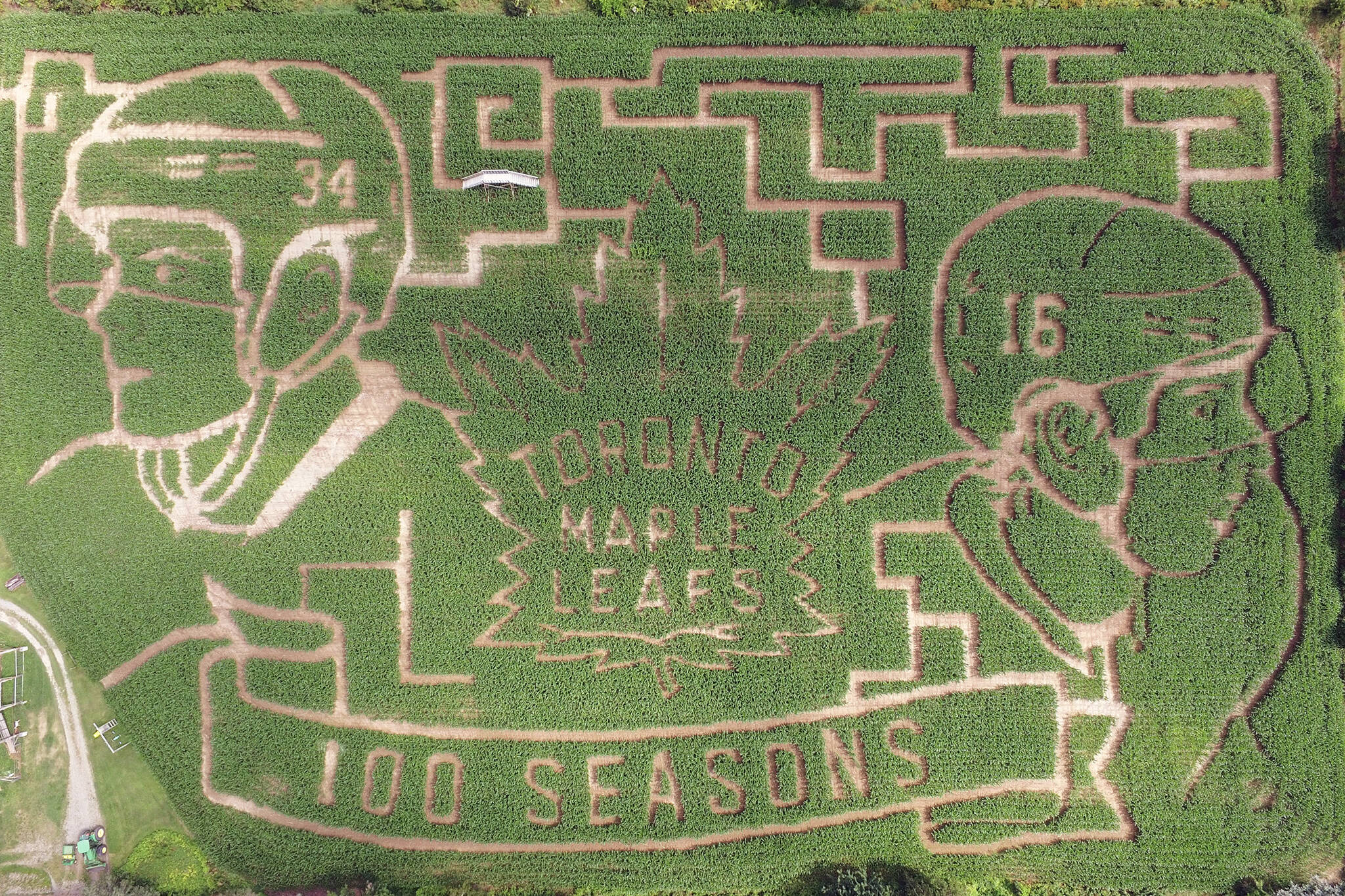 maple leafs corn maze