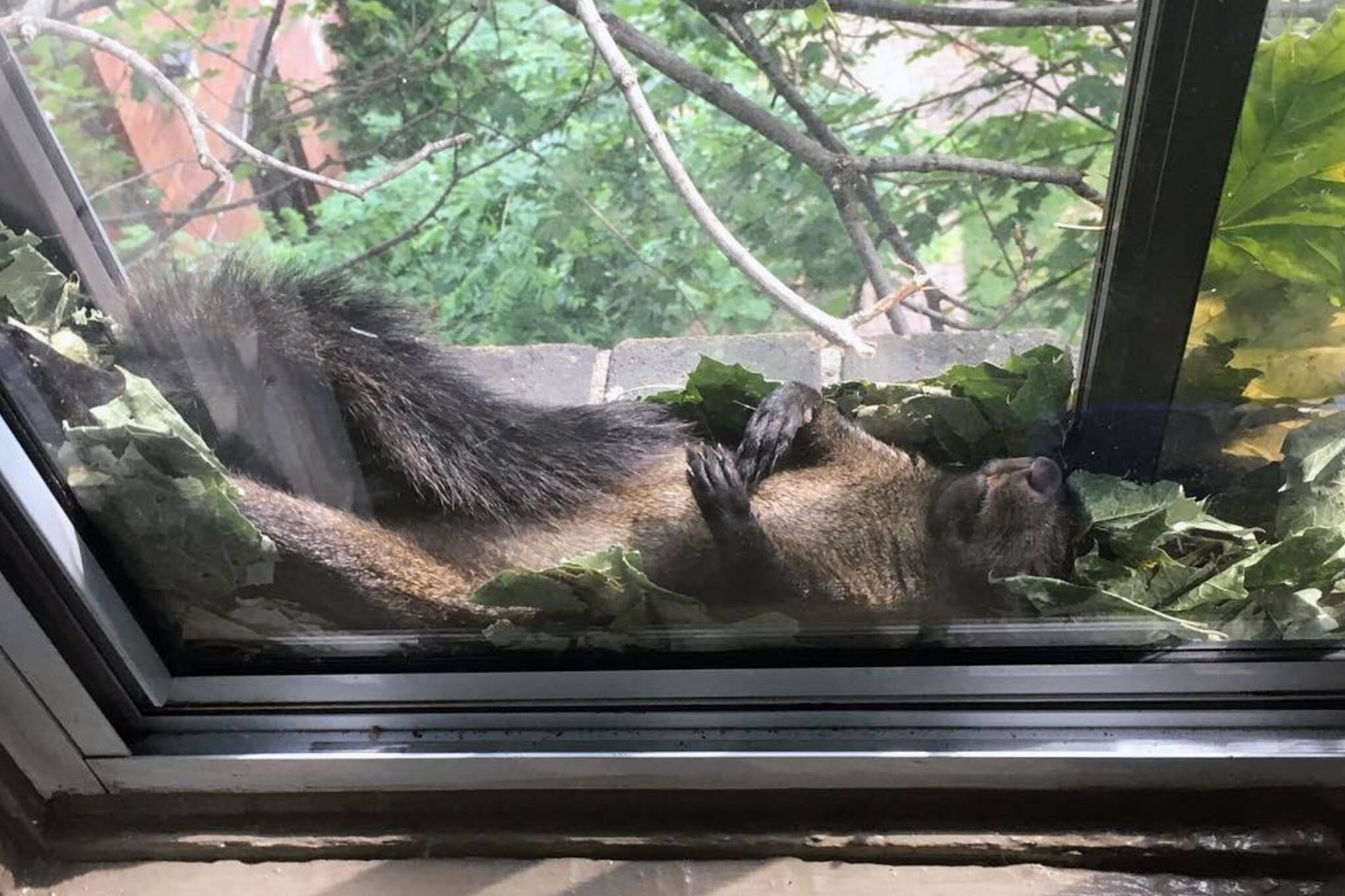 sleeping squirrel toronto