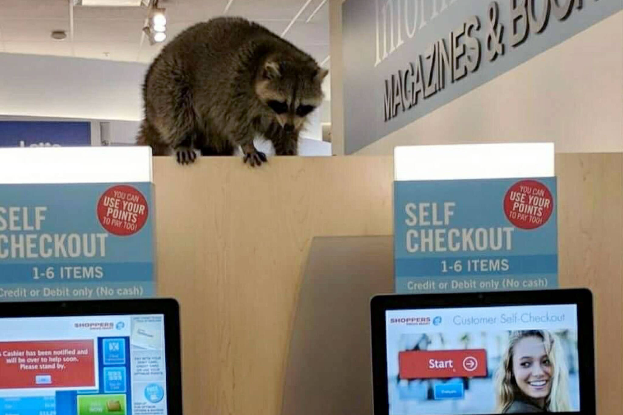 Toronto Raccoon Shoppers