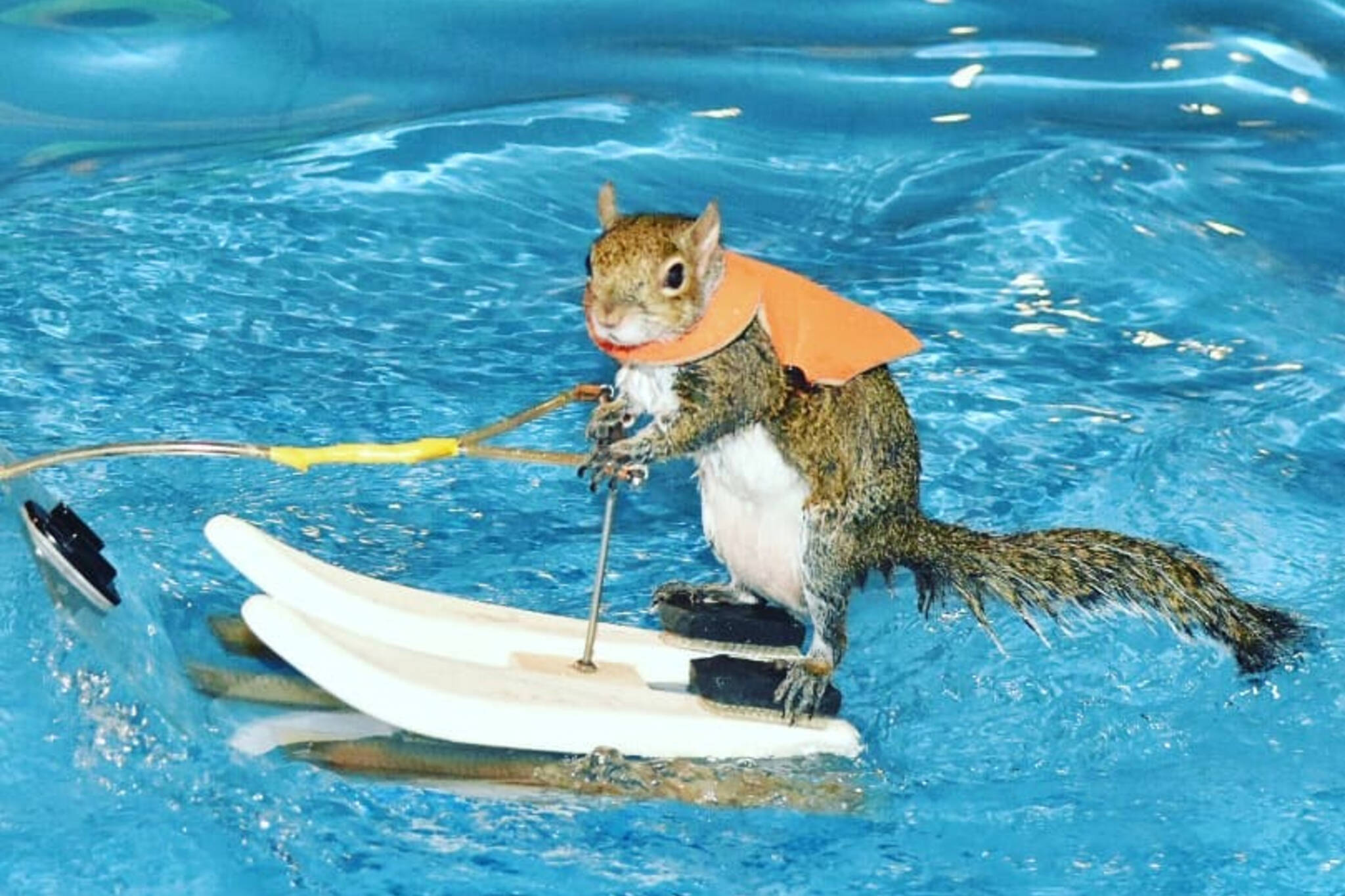 water skiing squirrel toronto