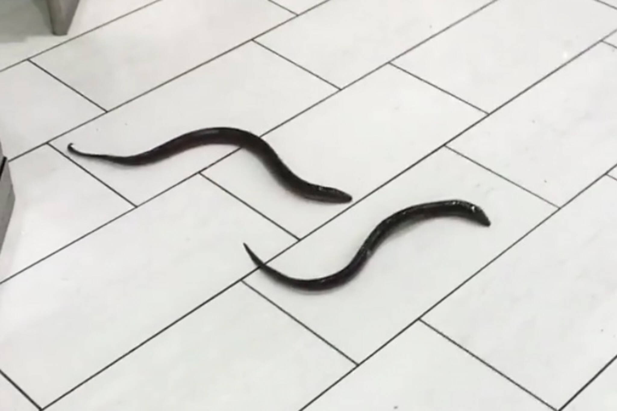 Scarborough bathroom eels