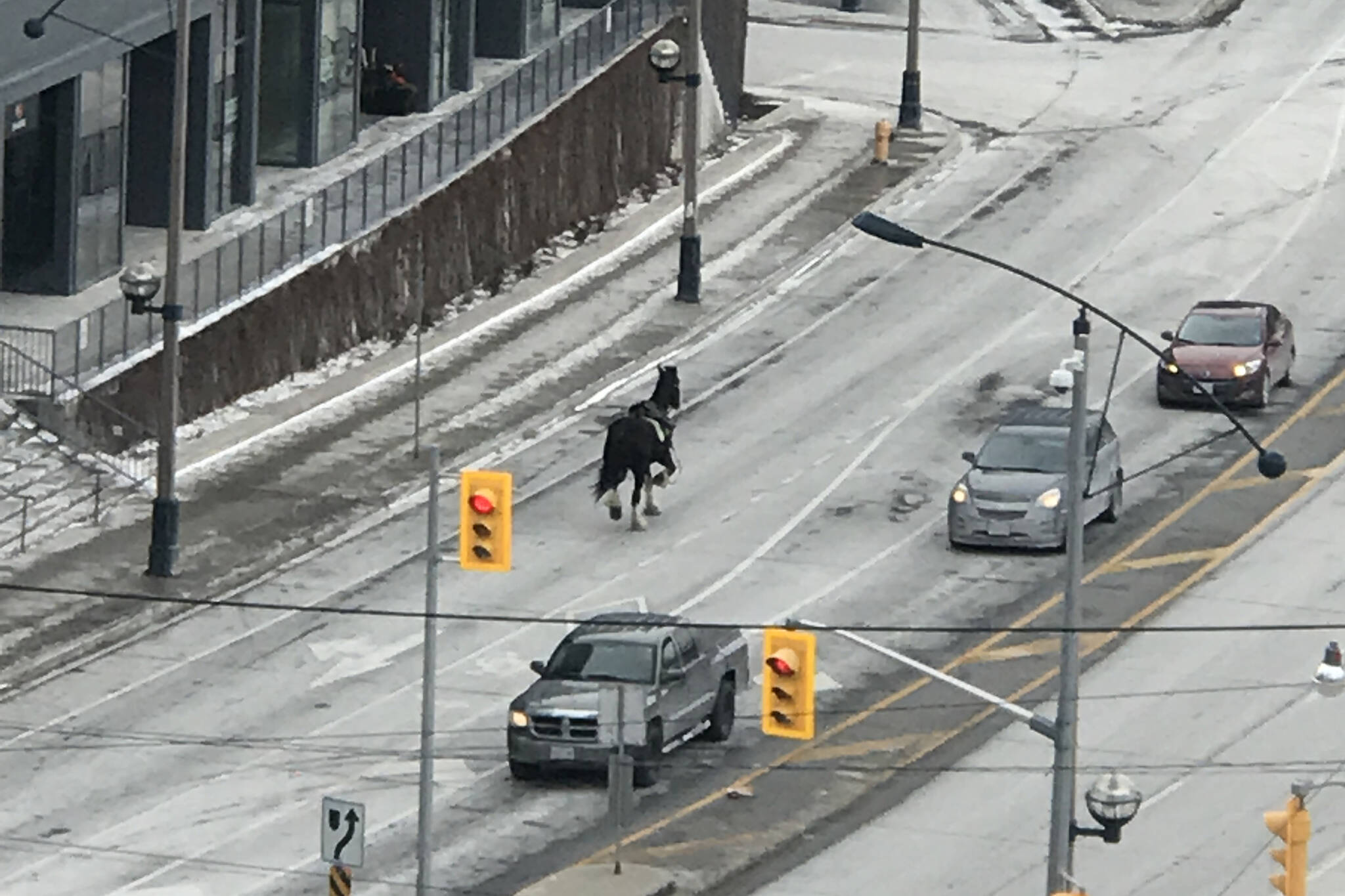 Toronto police horse