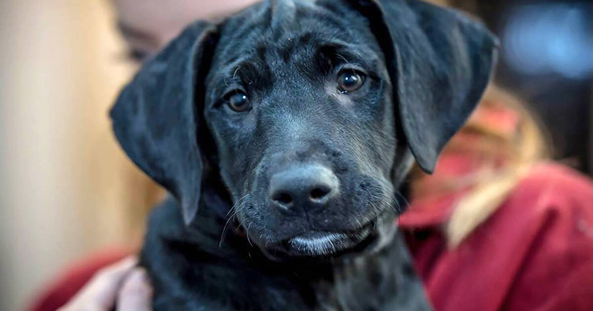 Pet and dog adoption in Toronto