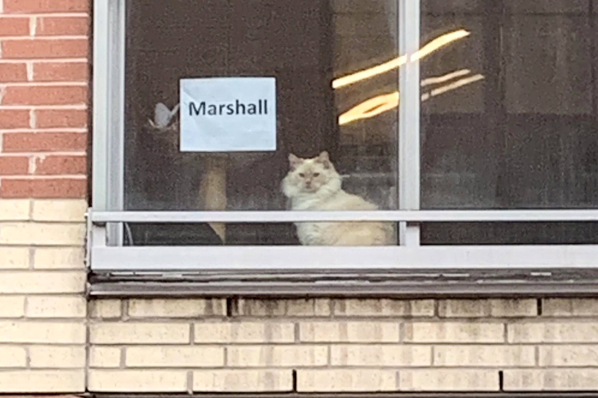 toronto viral cat
