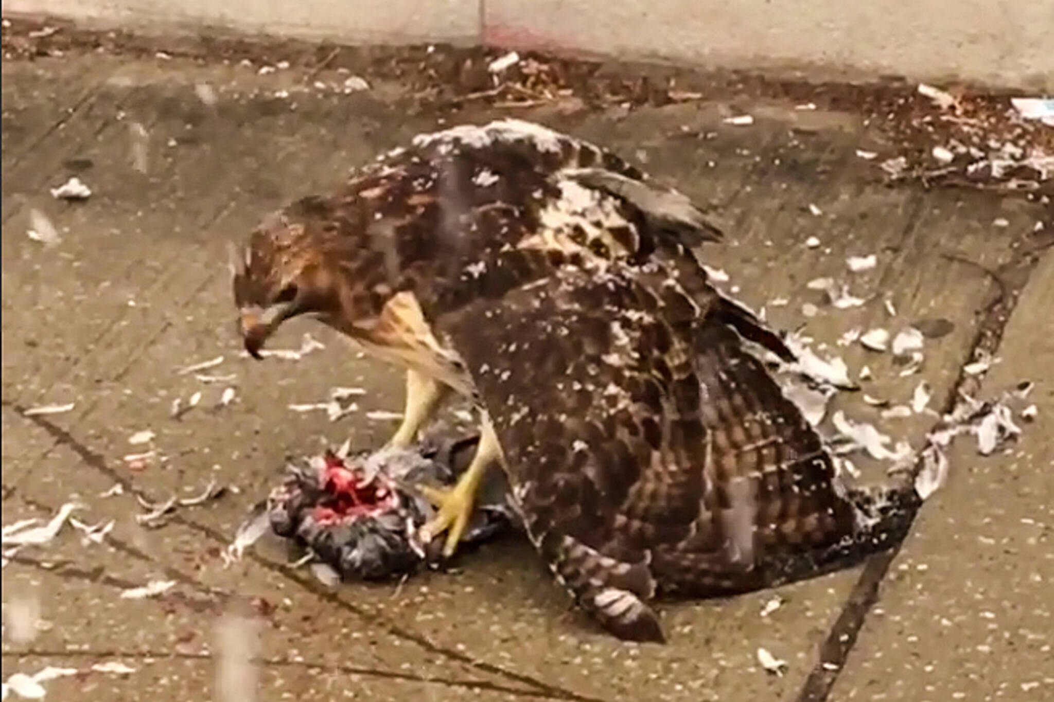 Hawk eating pigeon toronto