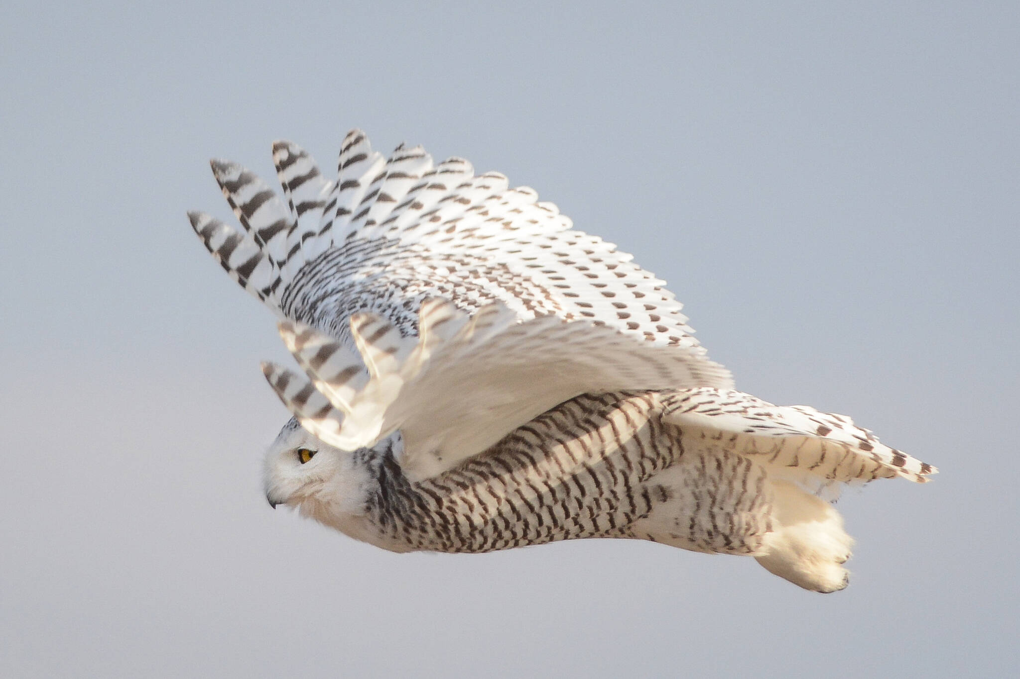 Snowy owls are Toronto's latest wildlife sensation