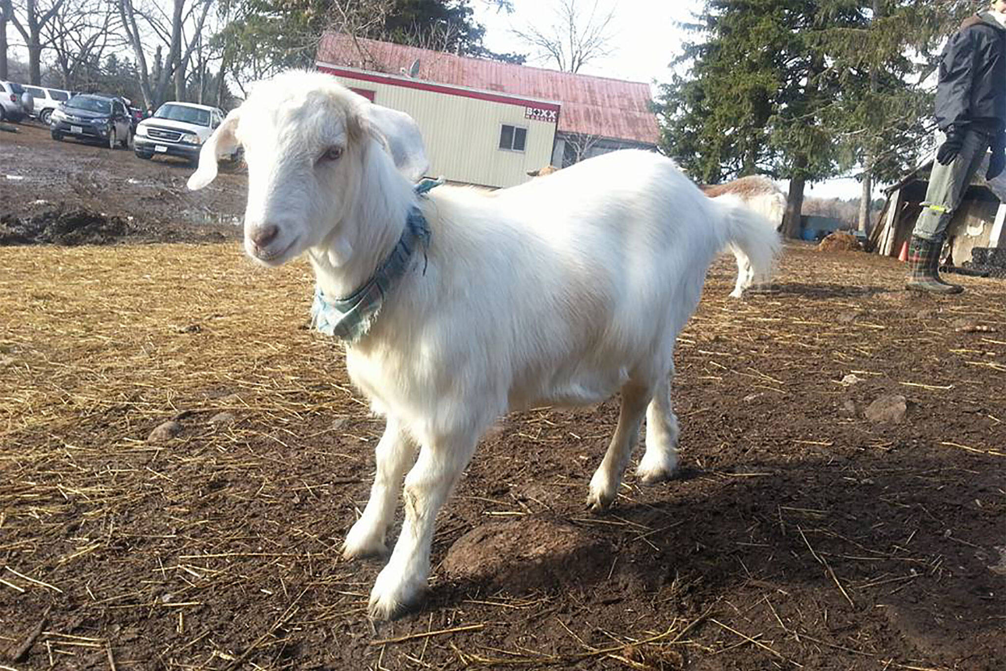 goat yoga toronto