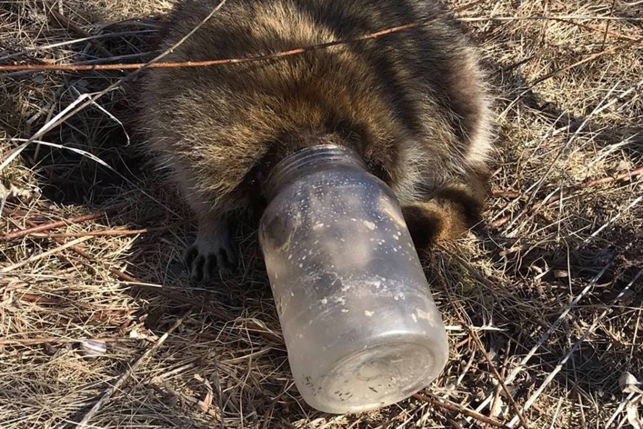 Toronto raccoon jar