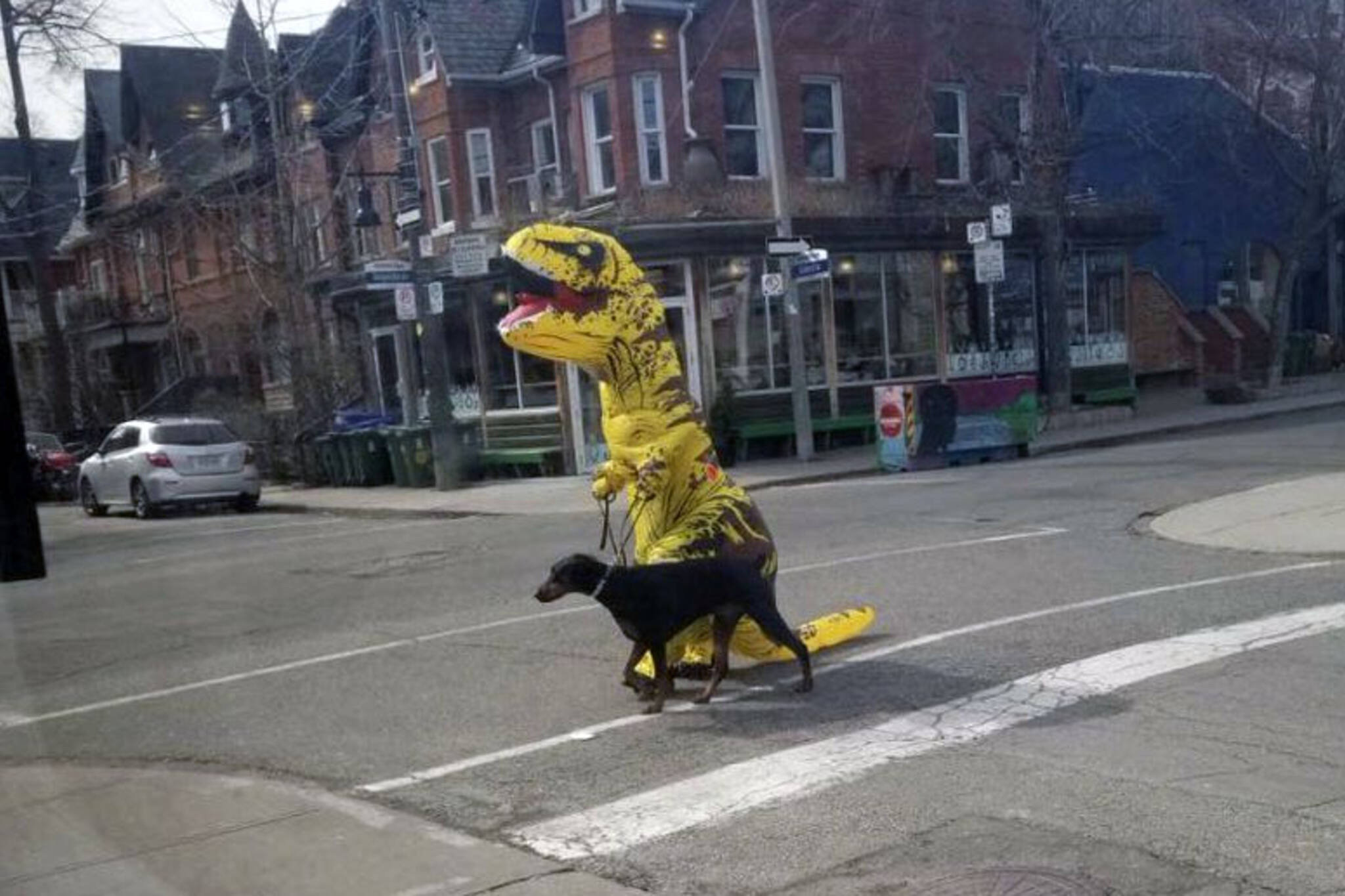 Toronto dinosaur dog walker