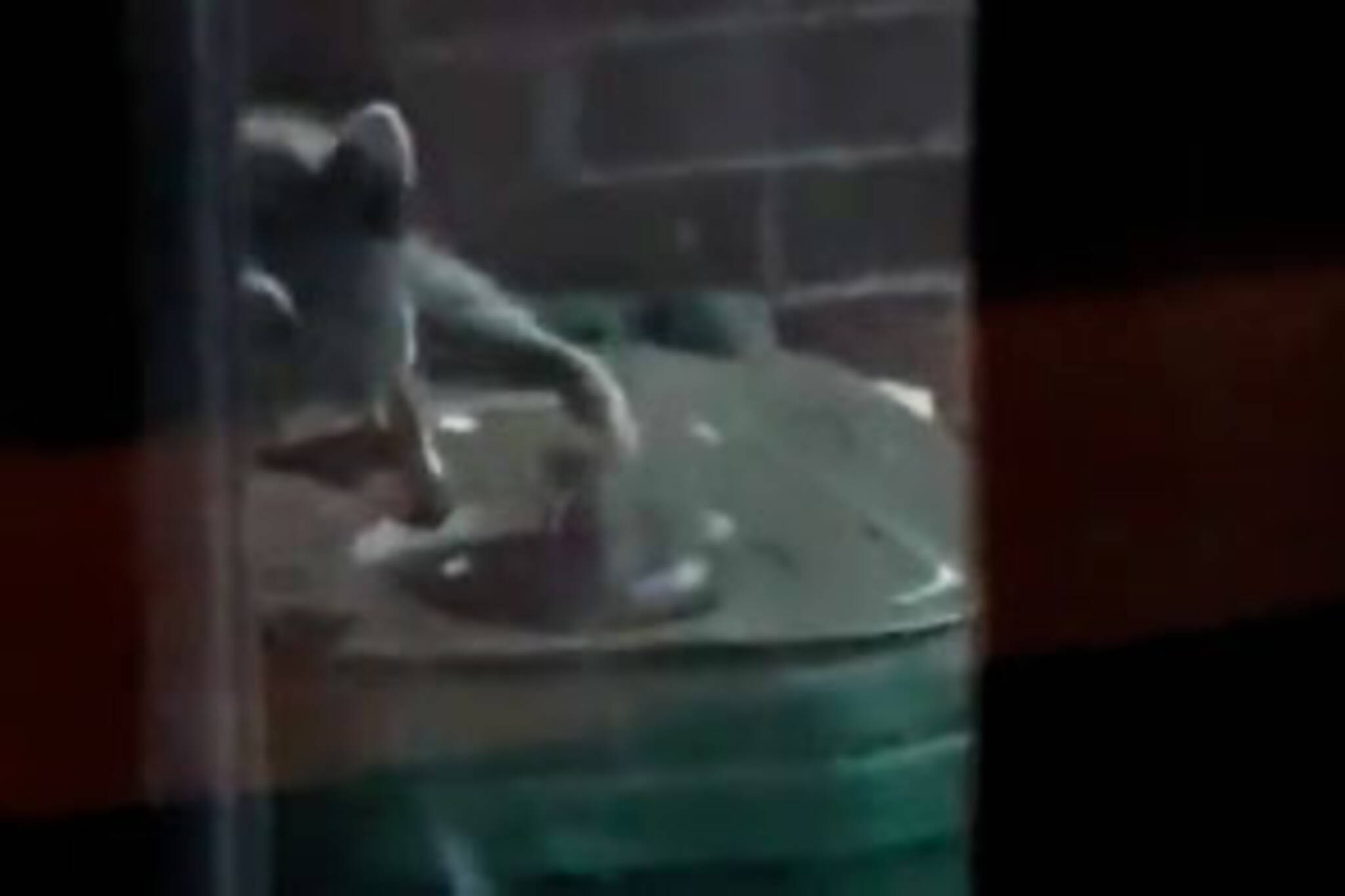 Toronto raccoon breaking into raccoon-proof green bin caught on camera