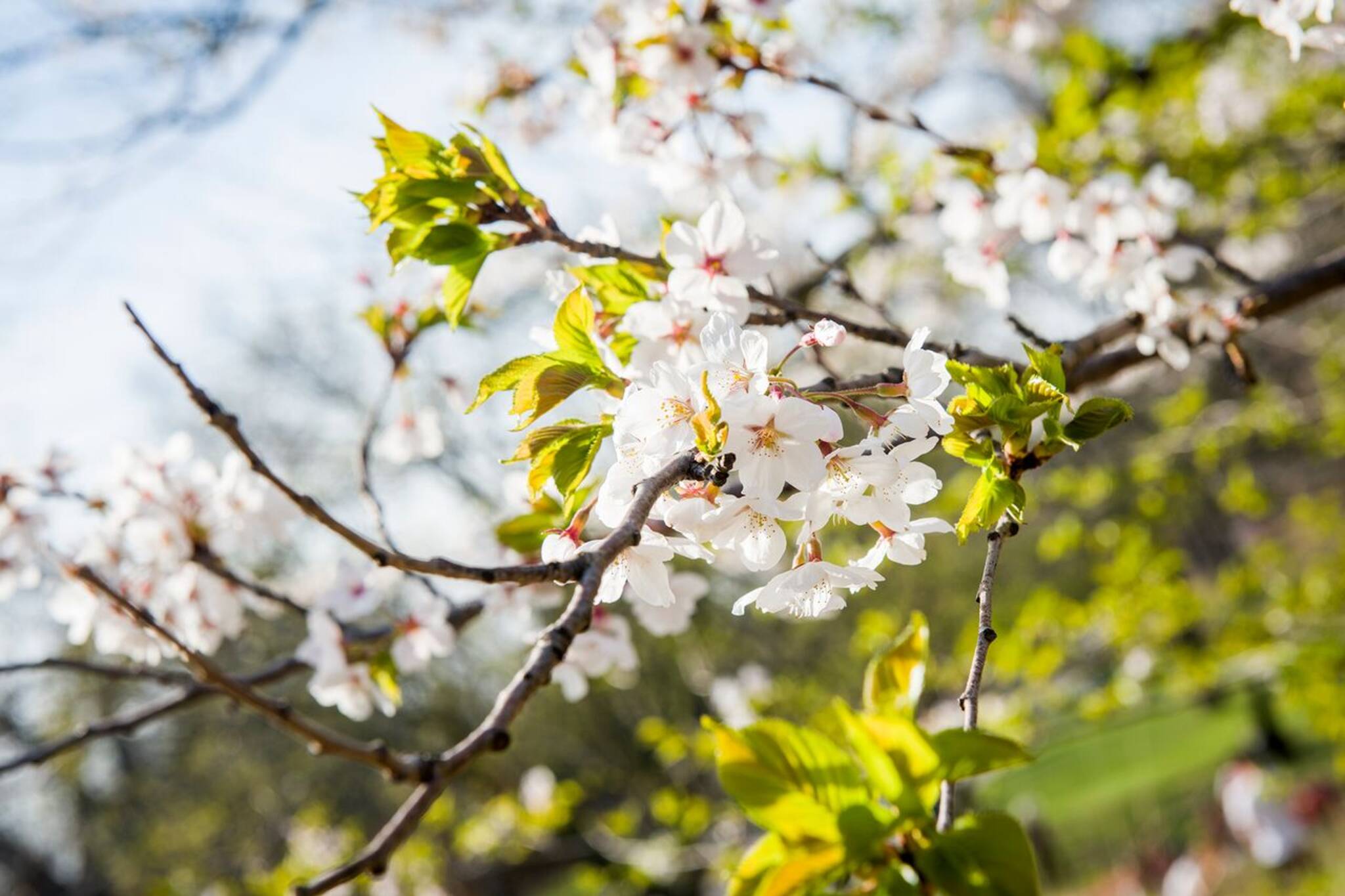 markham cherry blossoms
