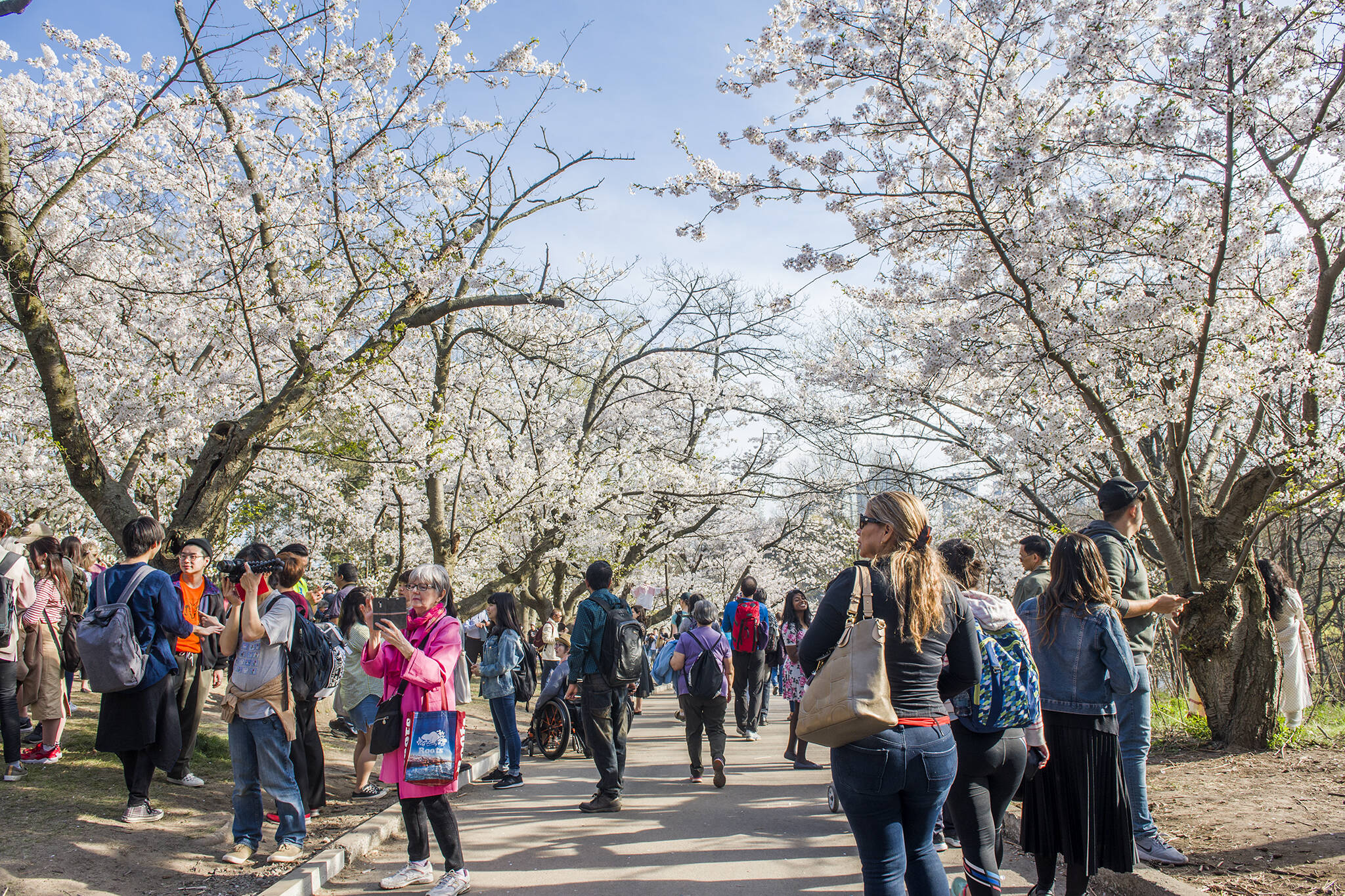 high park cherry blossoms 2022