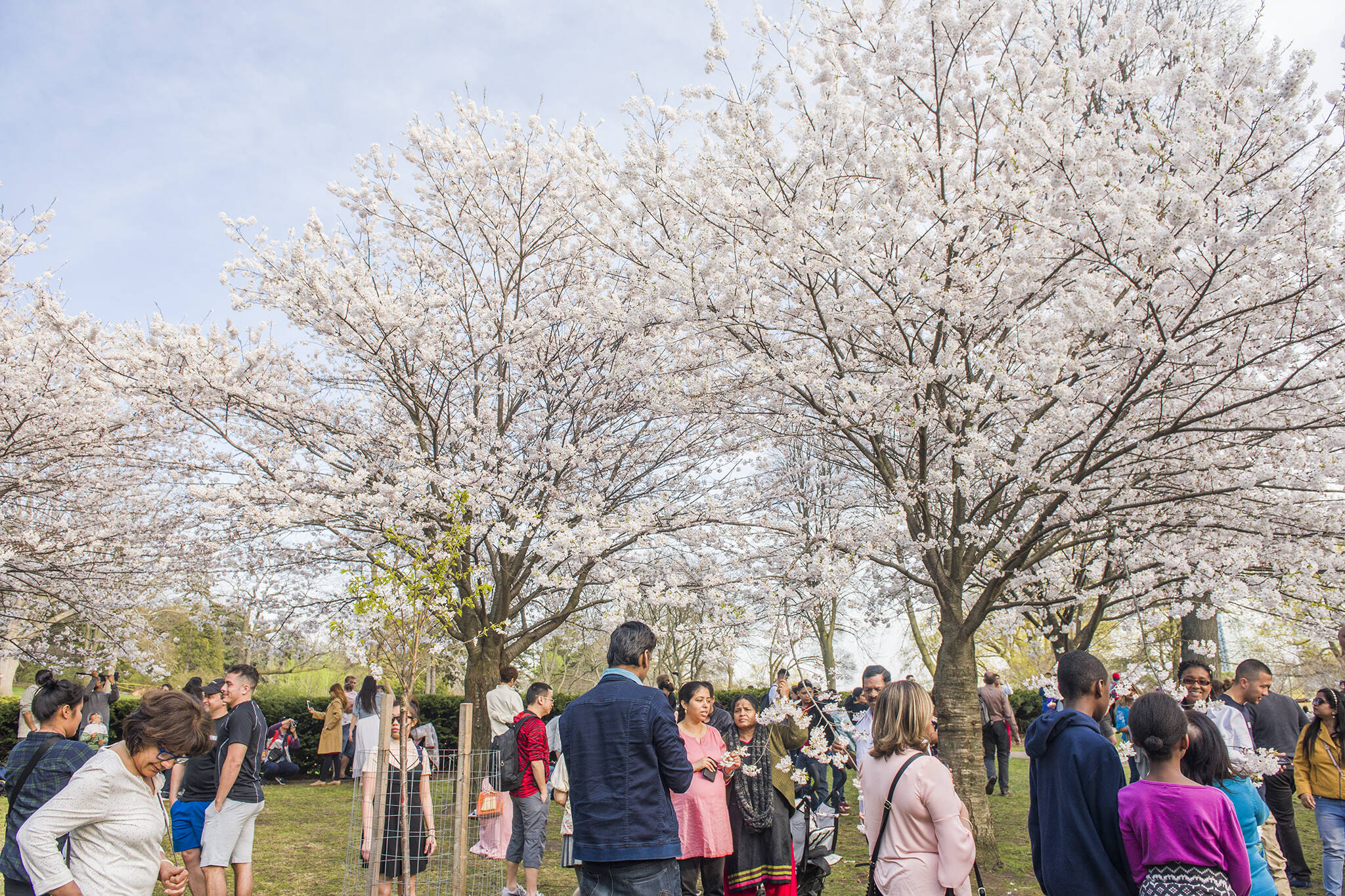 Predicting Blooms — Sakura in High Park - Cherry Blossom Sakura Watch