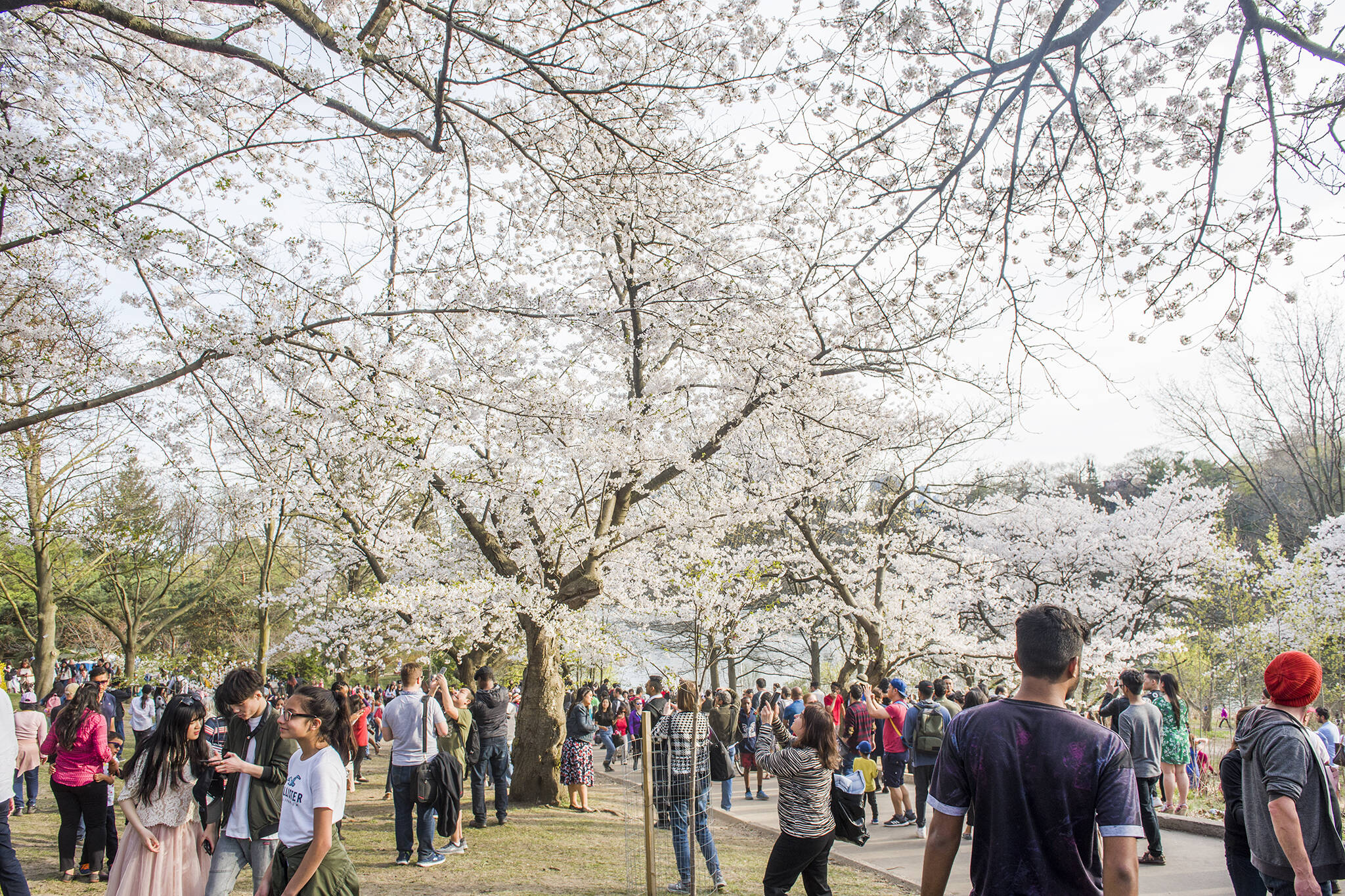 high park cherry blossom