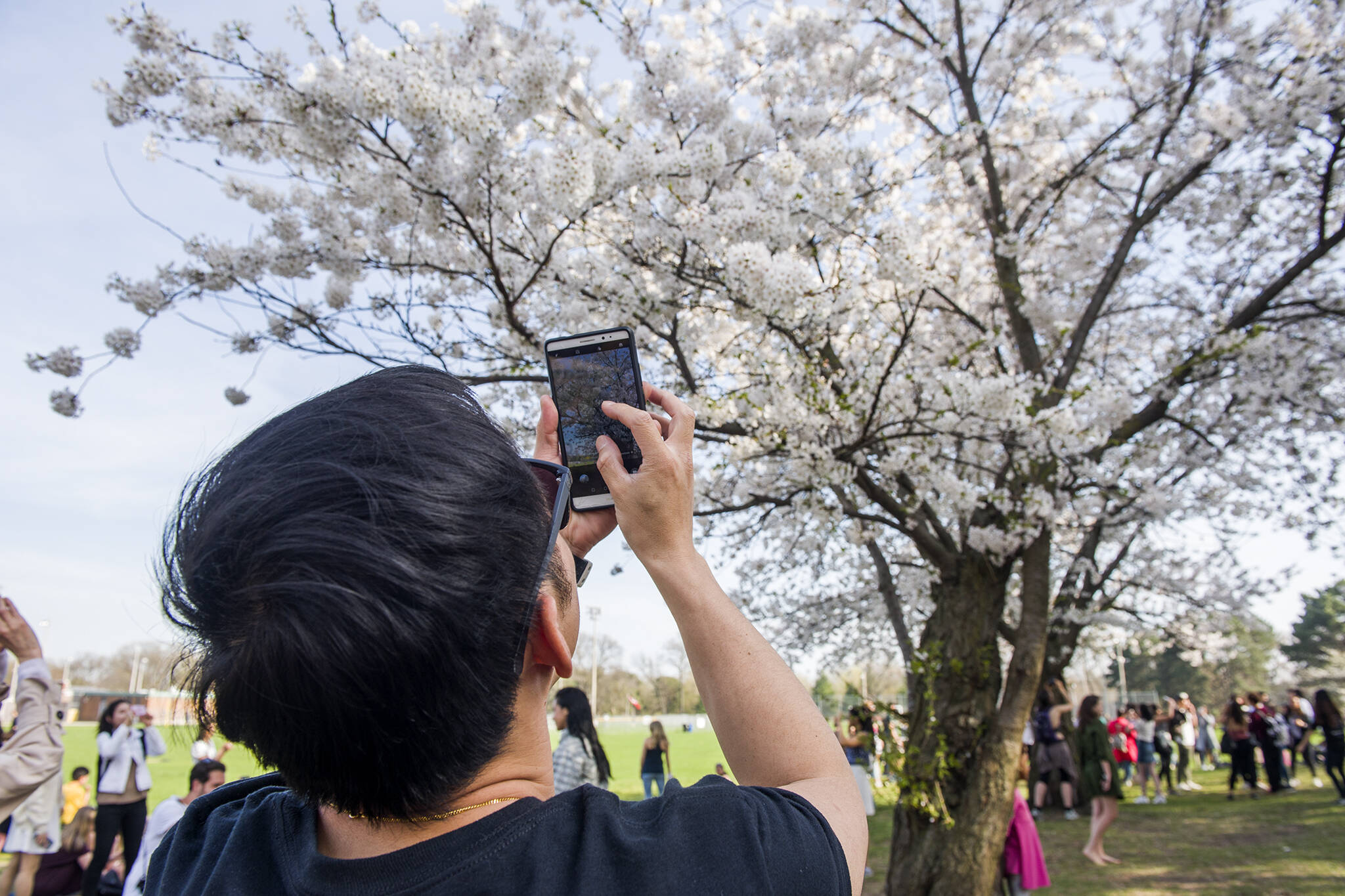 Cherry blossoms toronto