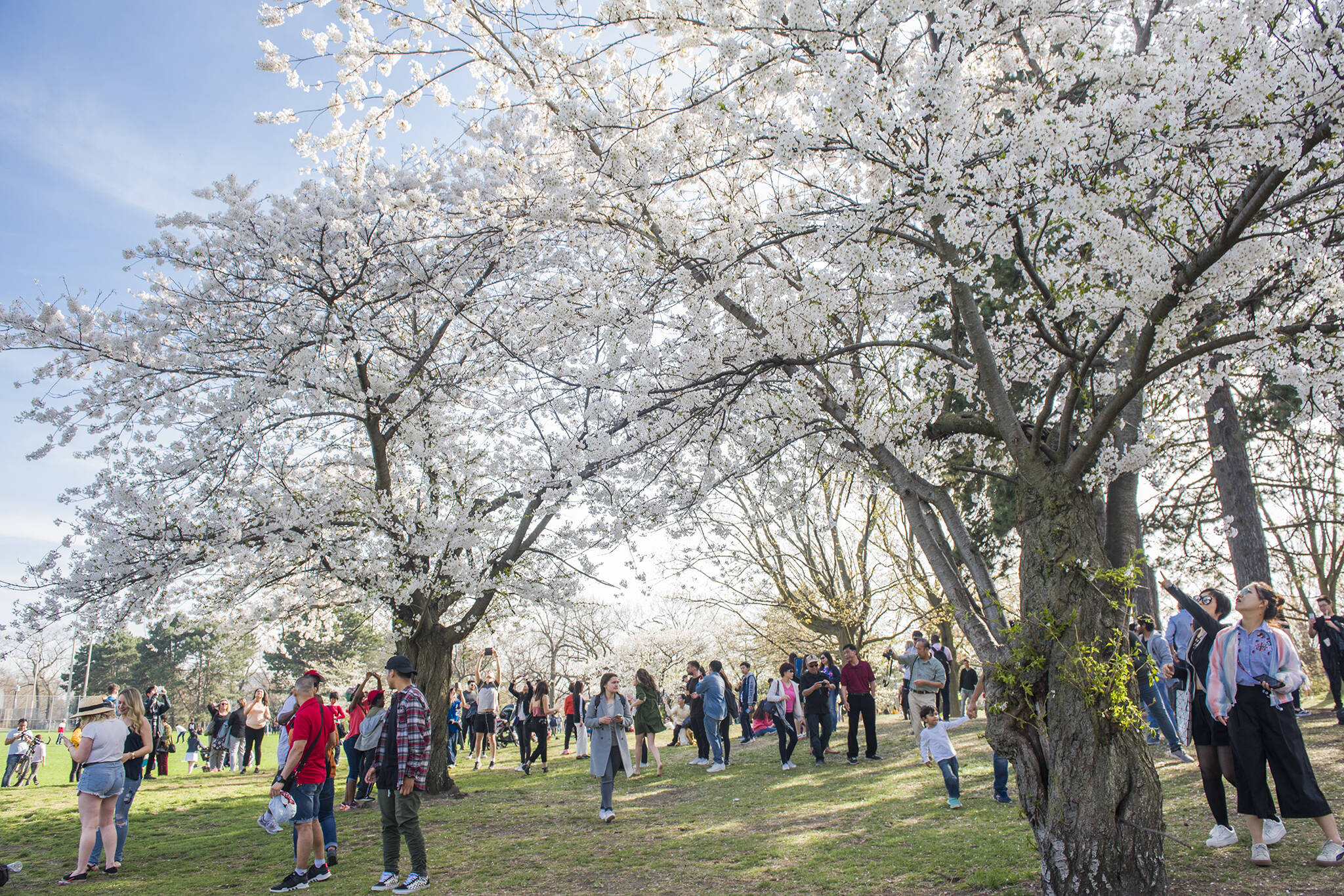 This is the 60th year cherry blossoms will be blooming in High Park