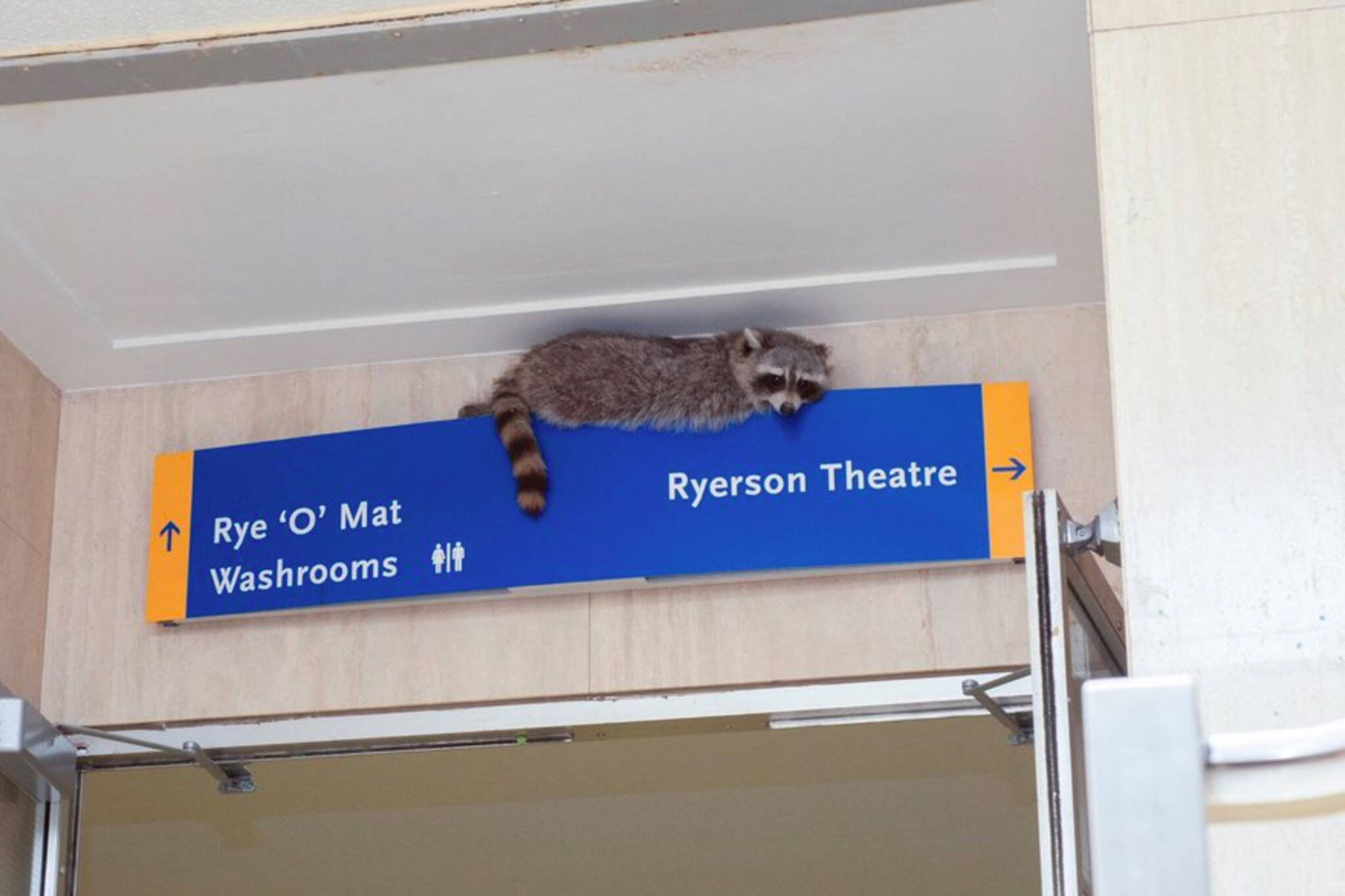 ryerson raccoon pool