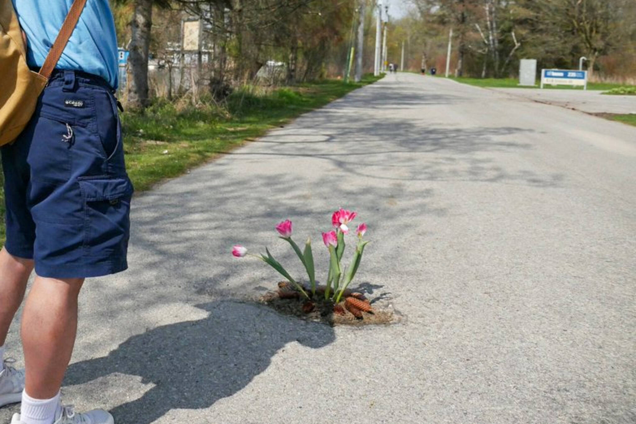 toronto pothole flowers
