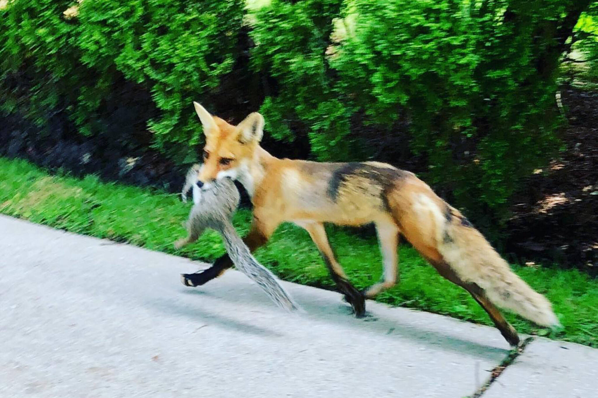 fox squirrel toronto