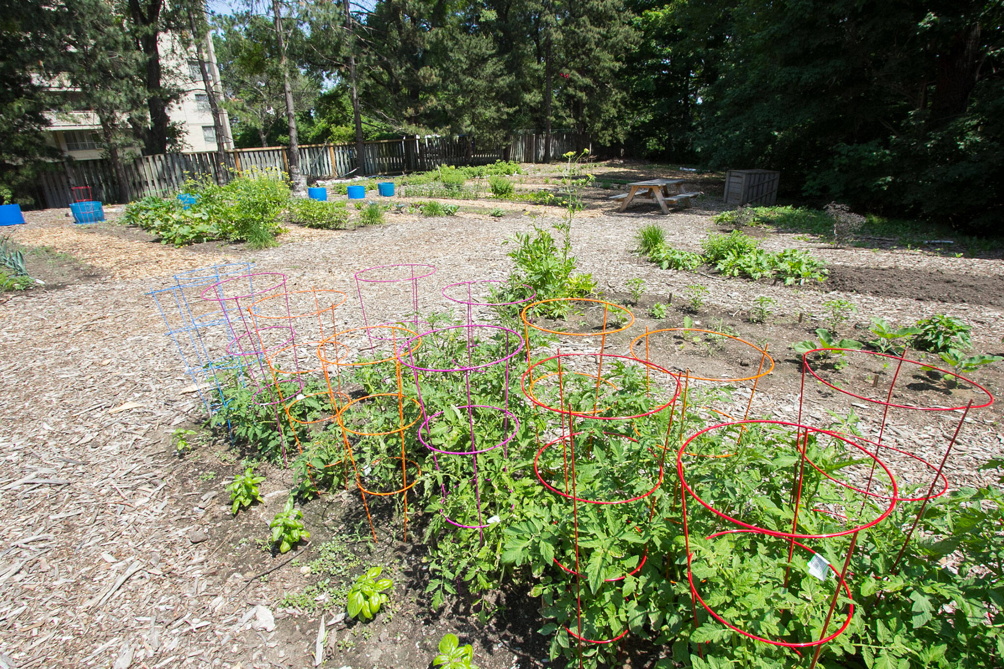 community gardens open toronto