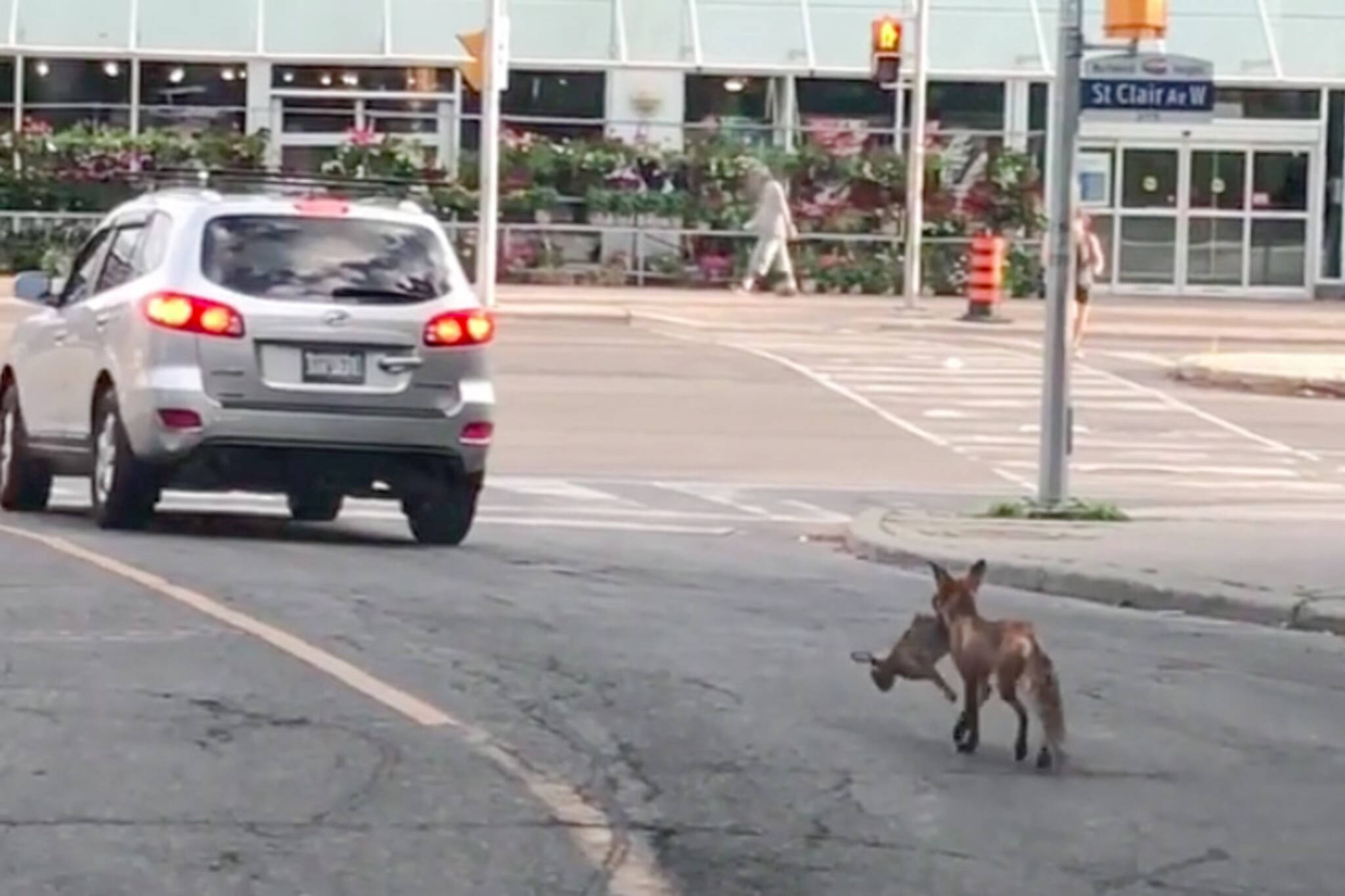 fox rabbit Toronto
